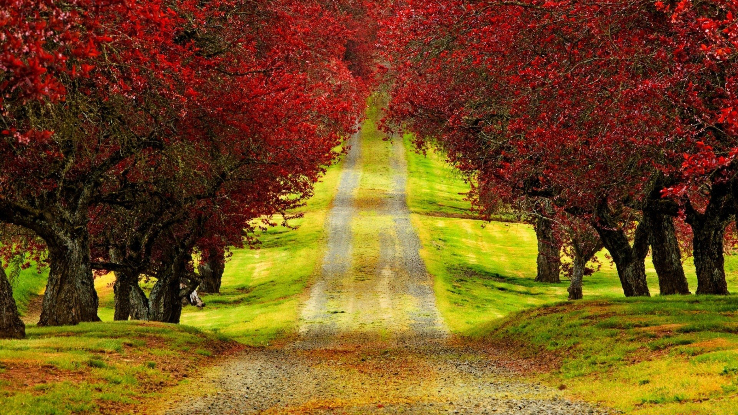 Обои дерево, природа, лист, осень, растительность в разрешении 2560x1440