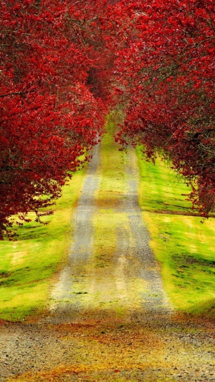 Обои дерево, природа, лист, осень, растительность в разрешении 720x1280