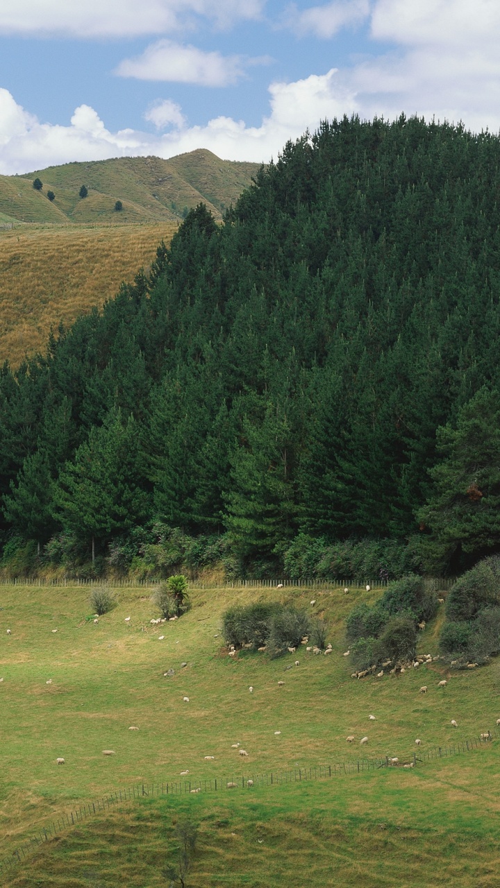 Обои сенокосное угодье, луг, выгон, дерево, холм в разрешении 720x1280