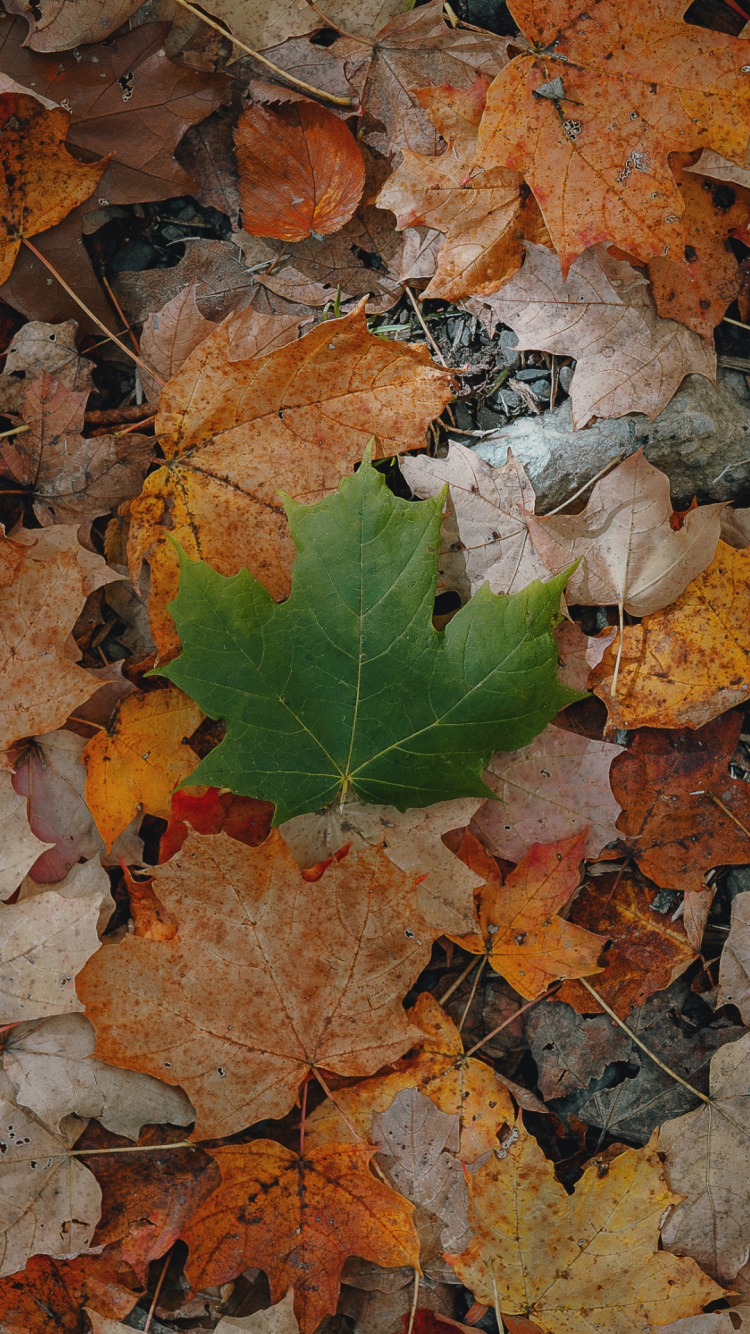 Обои лист, Апельсин, осень, листопадные, фитопатология в разрешении 750x1334