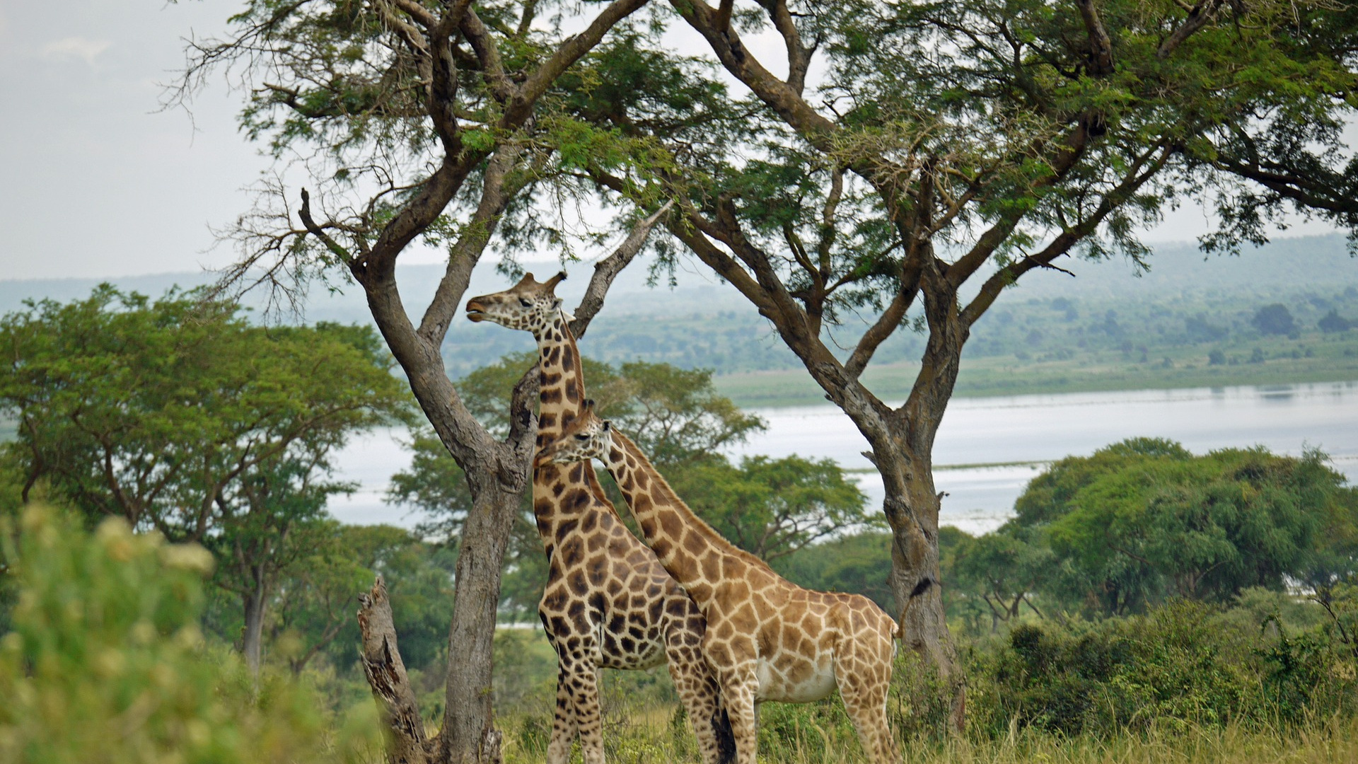 Обои сафари, наземные животные, Жираф, живая природа, жирафовые в разрешении 1920x1080