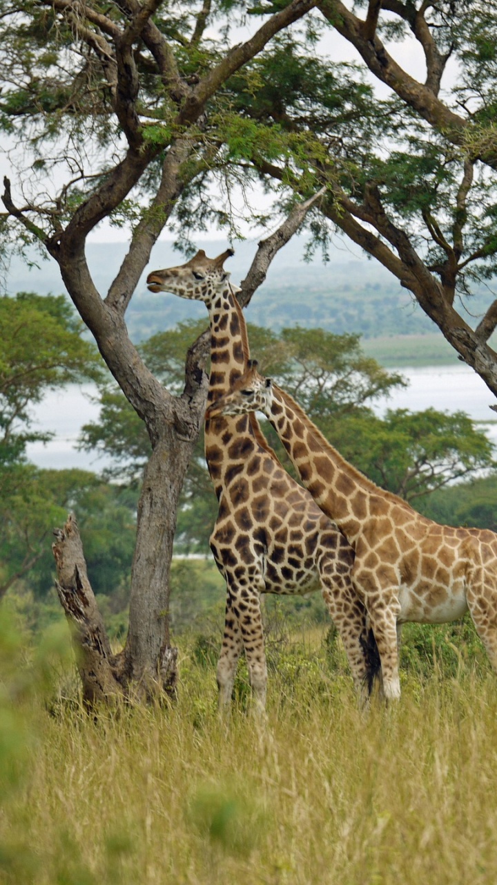 Обои сафари, наземные животные, Жираф, живая природа, жирафовые в разрешении 720x1280