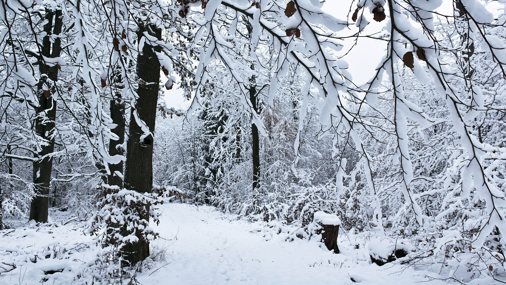 Обои снег, дерево, ветвь, замораживание, мороз в разрешении 1920x1080