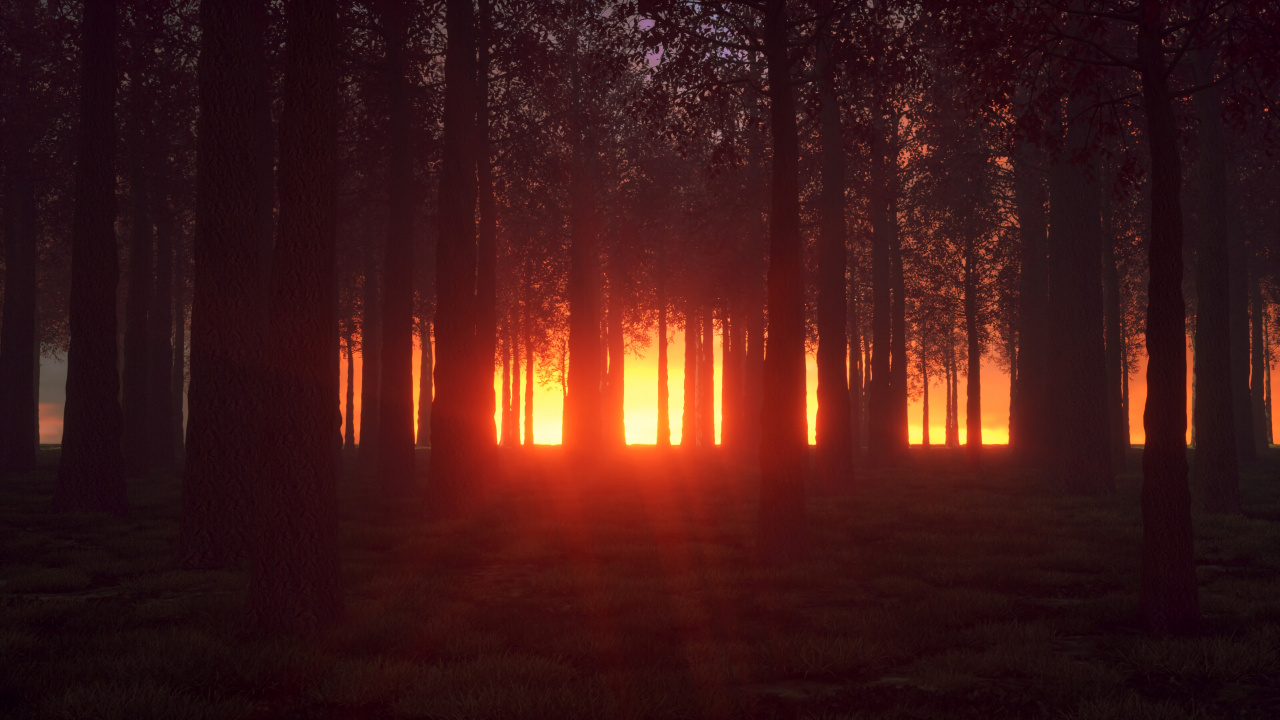 Обои природа, окружающая среда, лес, дерево, свет в разрешении 1280x720