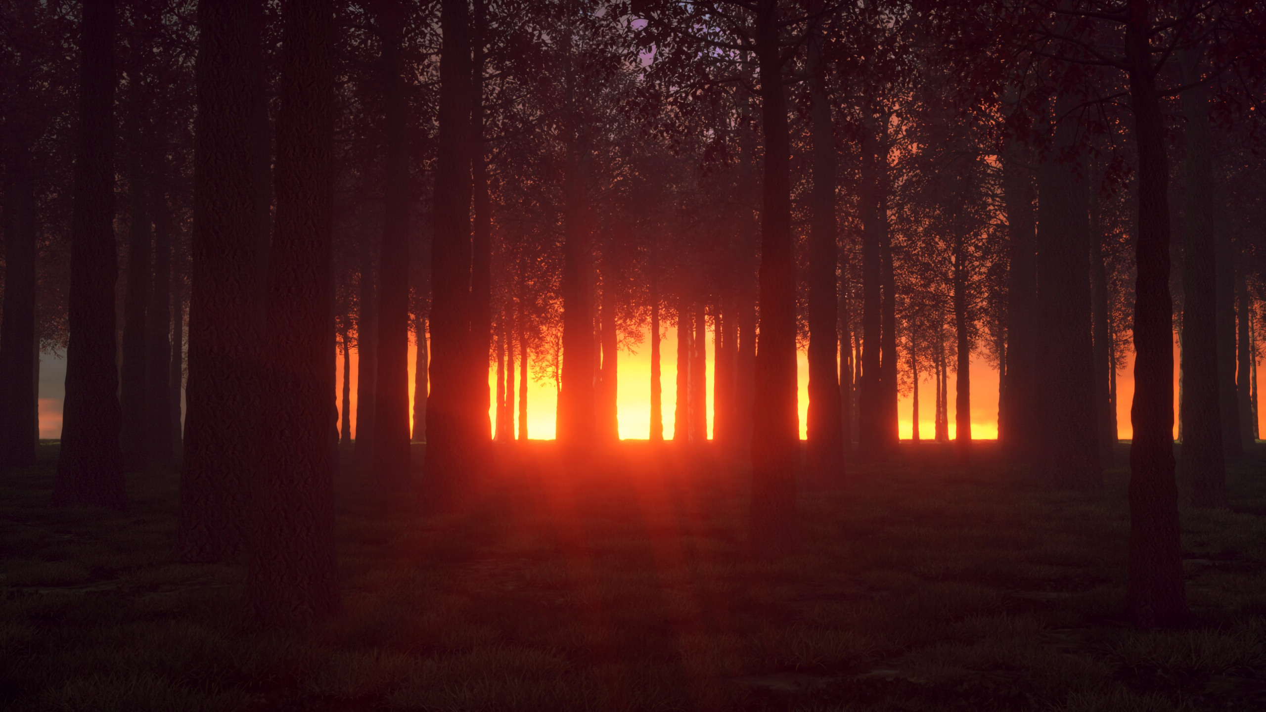 Обои природа, окружающая среда, лес, дерево, свет в разрешении 2560x1440
