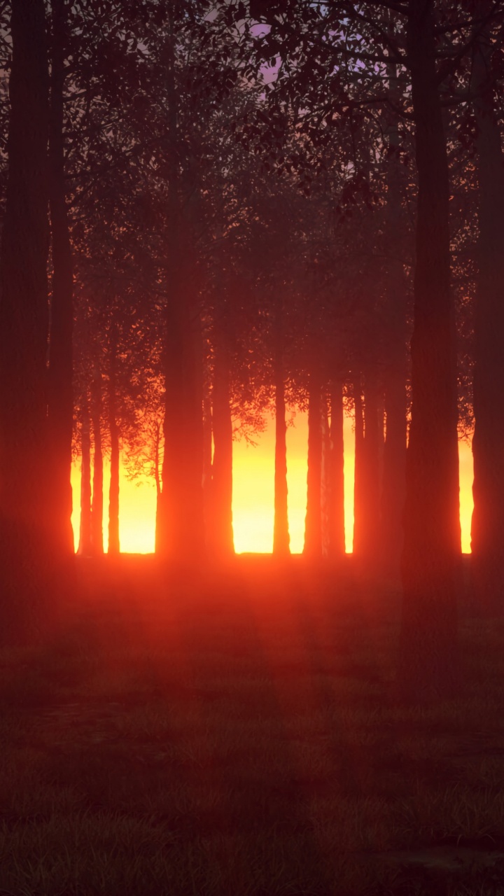 Обои природа, окружающая среда, лес, дерево, свет в разрешении 720x1280