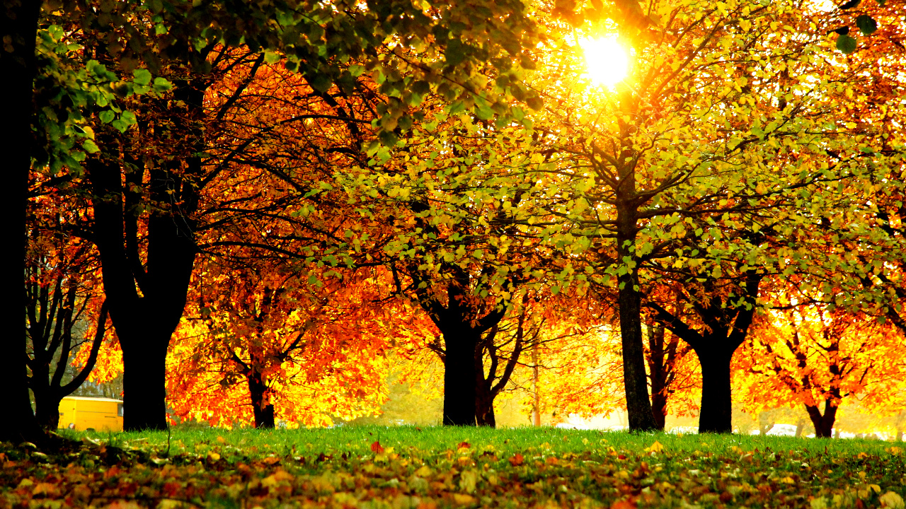 Обои природа, осень, дерево, лист, листопадные в разрешении 1280x720