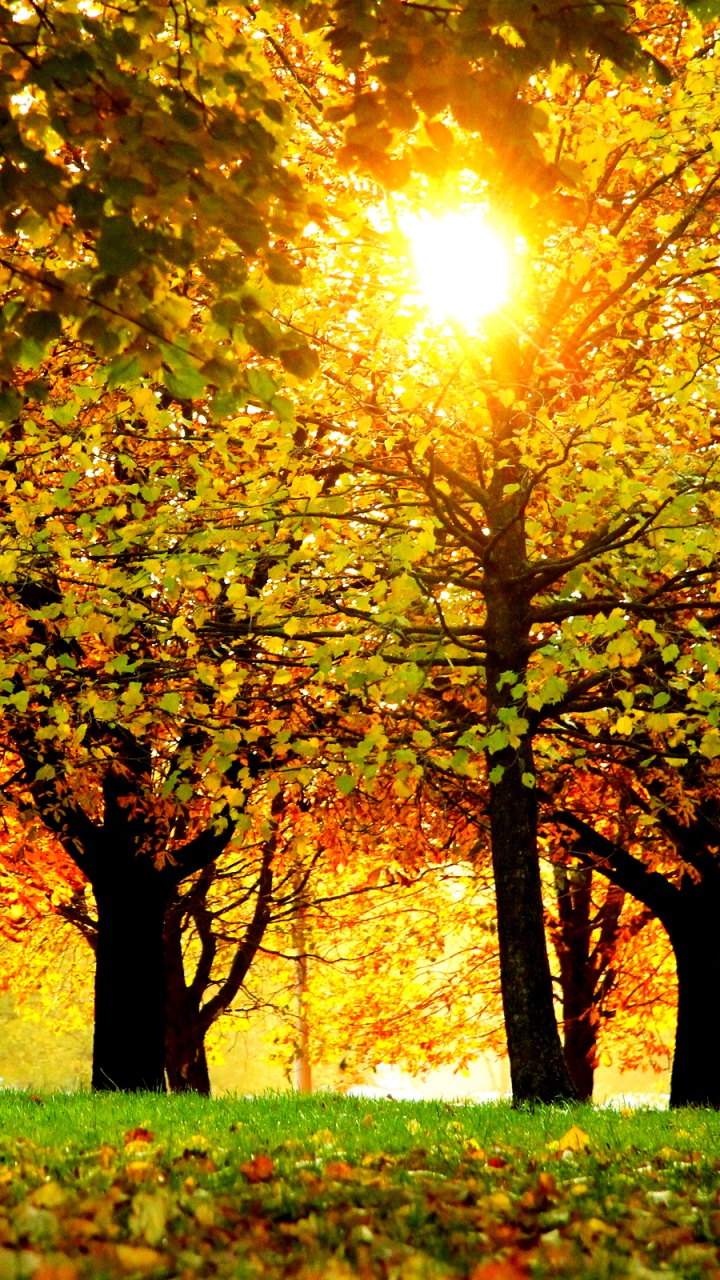 Обои природа, осень, дерево, лист, листопадные в разрешении 720x1280