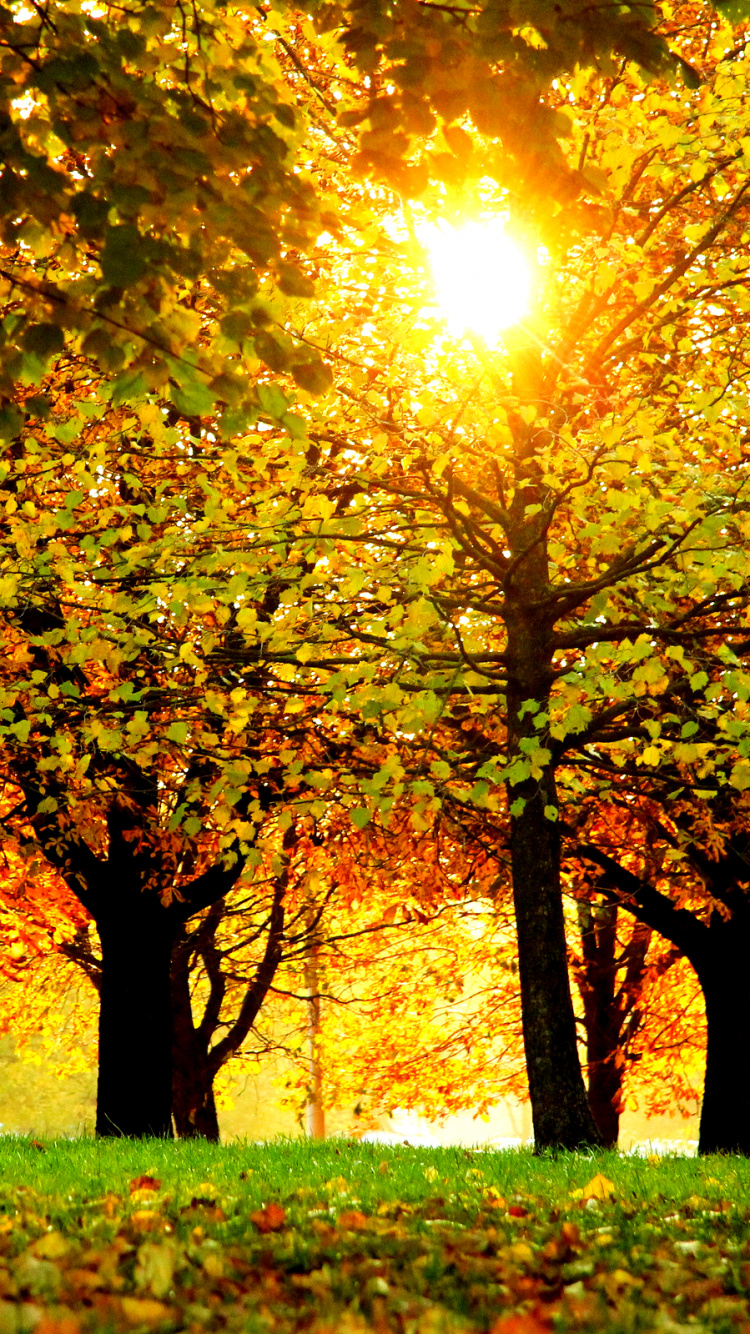 Обои природа, осень, дерево, лист, листопадные в разрешении 750x1334