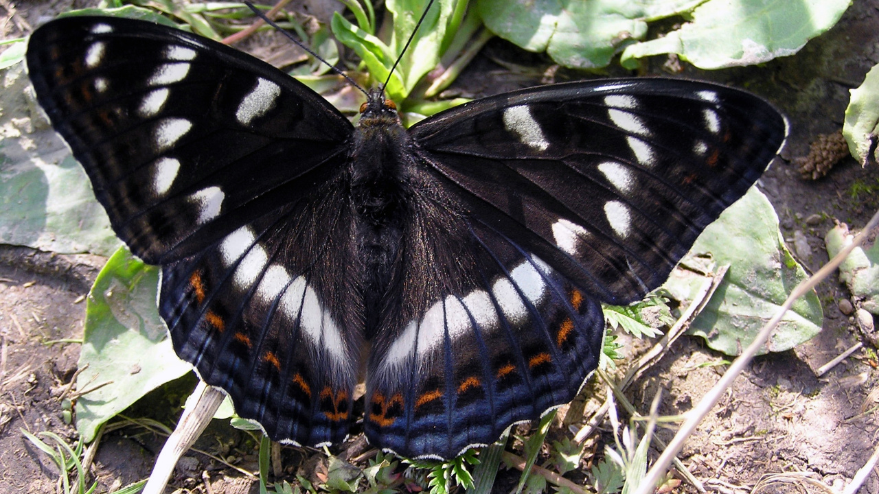 Обои насекомое, мотылек, мотыльки и бабочки, бабочка, опылитель в разрешении 1280x720