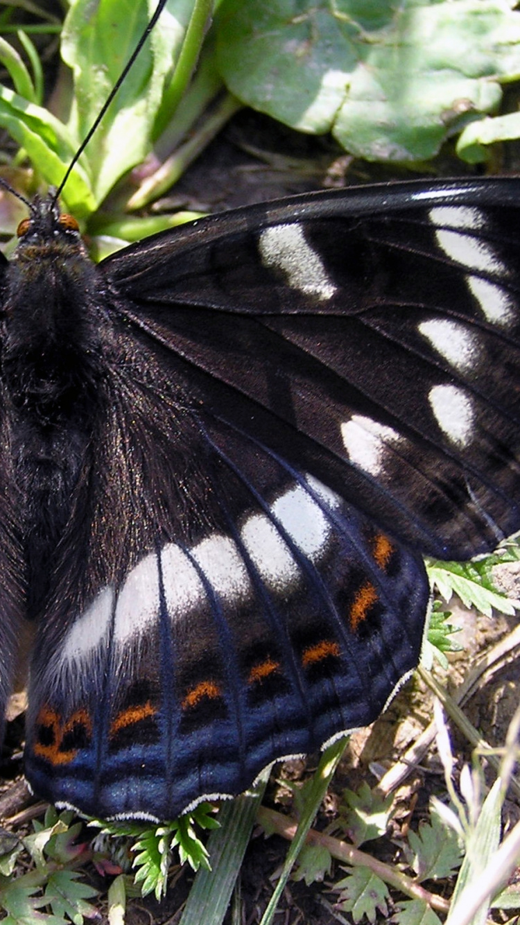 Обои насекомое, мотылек, мотыльки и бабочки, бабочка, опылитель в разрешении 750x1334