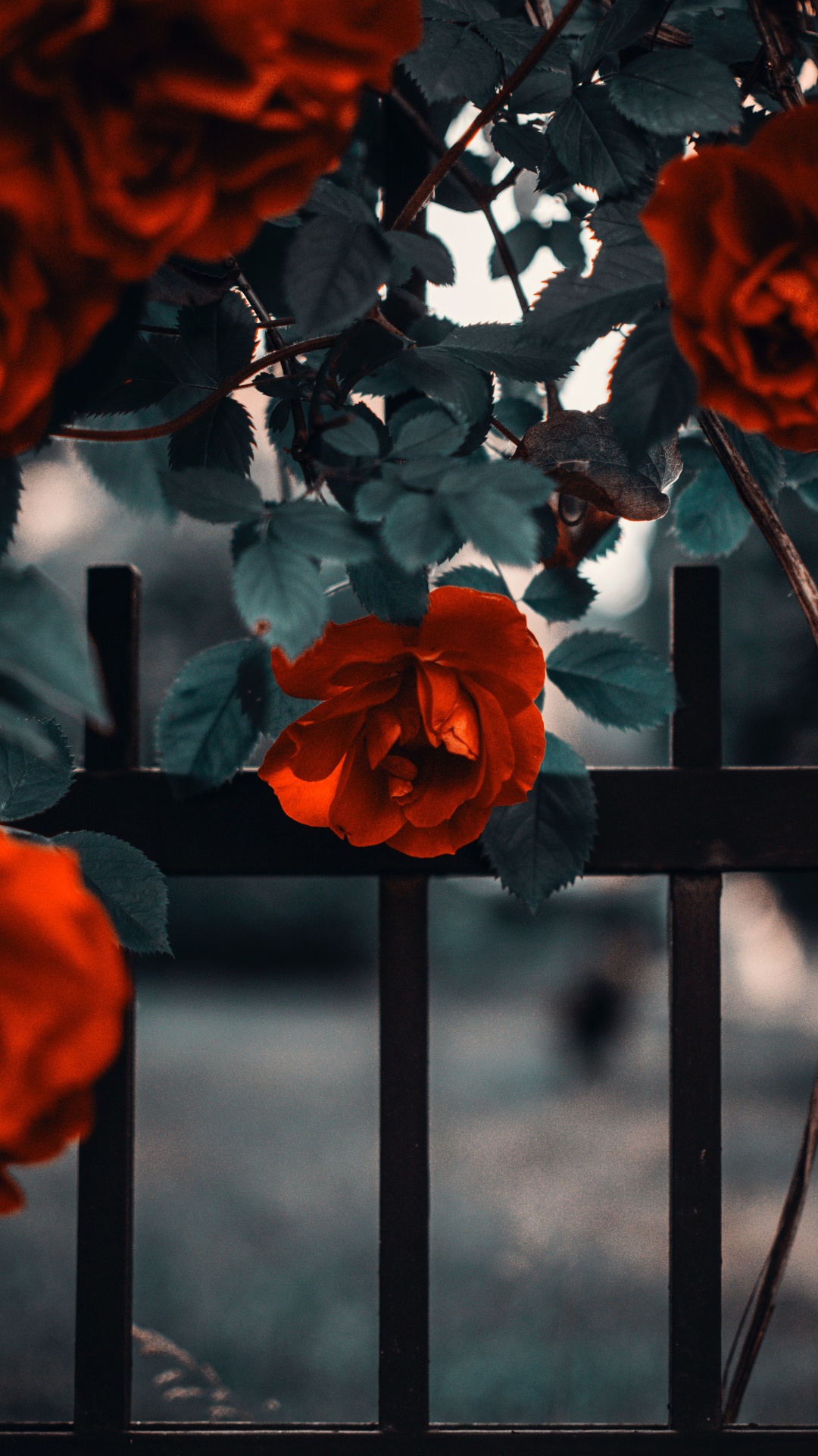 Обои Роза, цветок, цветковое растение, розовый сад, красный цвет в разрешении 1080x1920