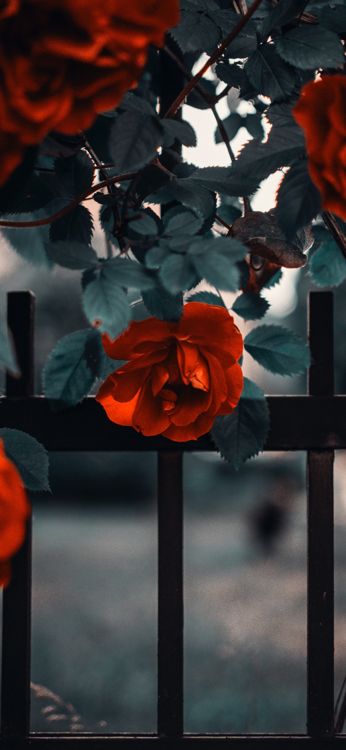 Обои Роза, цветок, цветковое растение, розовый сад, красный цвет в разрешении 1125x2436