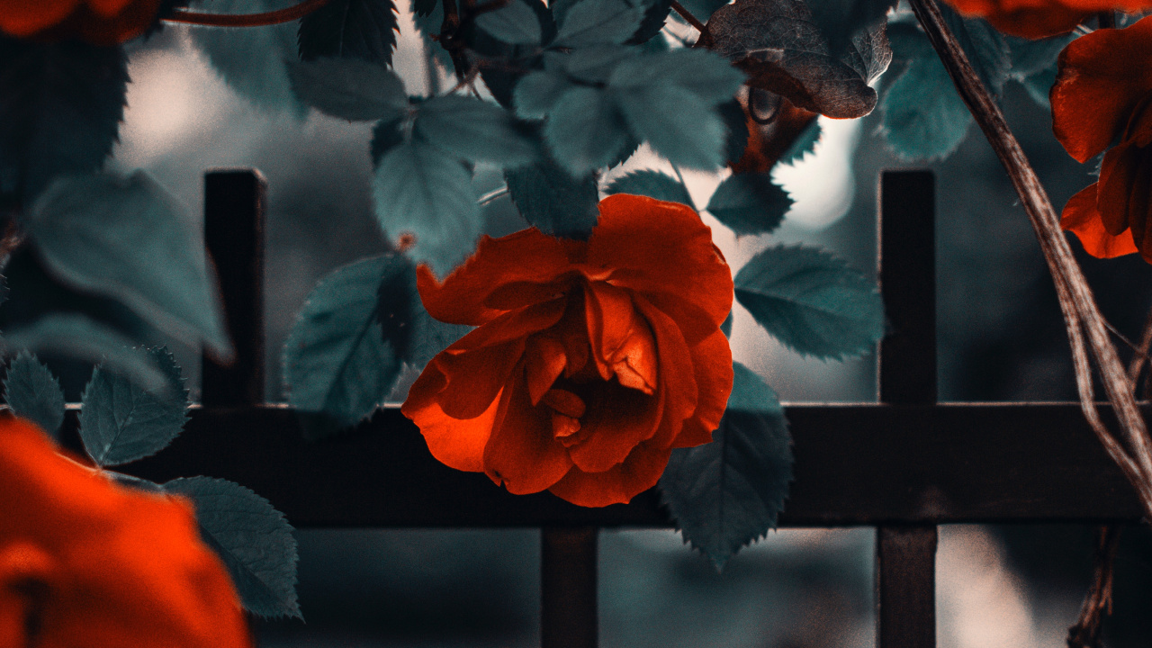 Обои Роза, цветок, цветковое растение, розовый сад, красный цвет в разрешении 1280x720