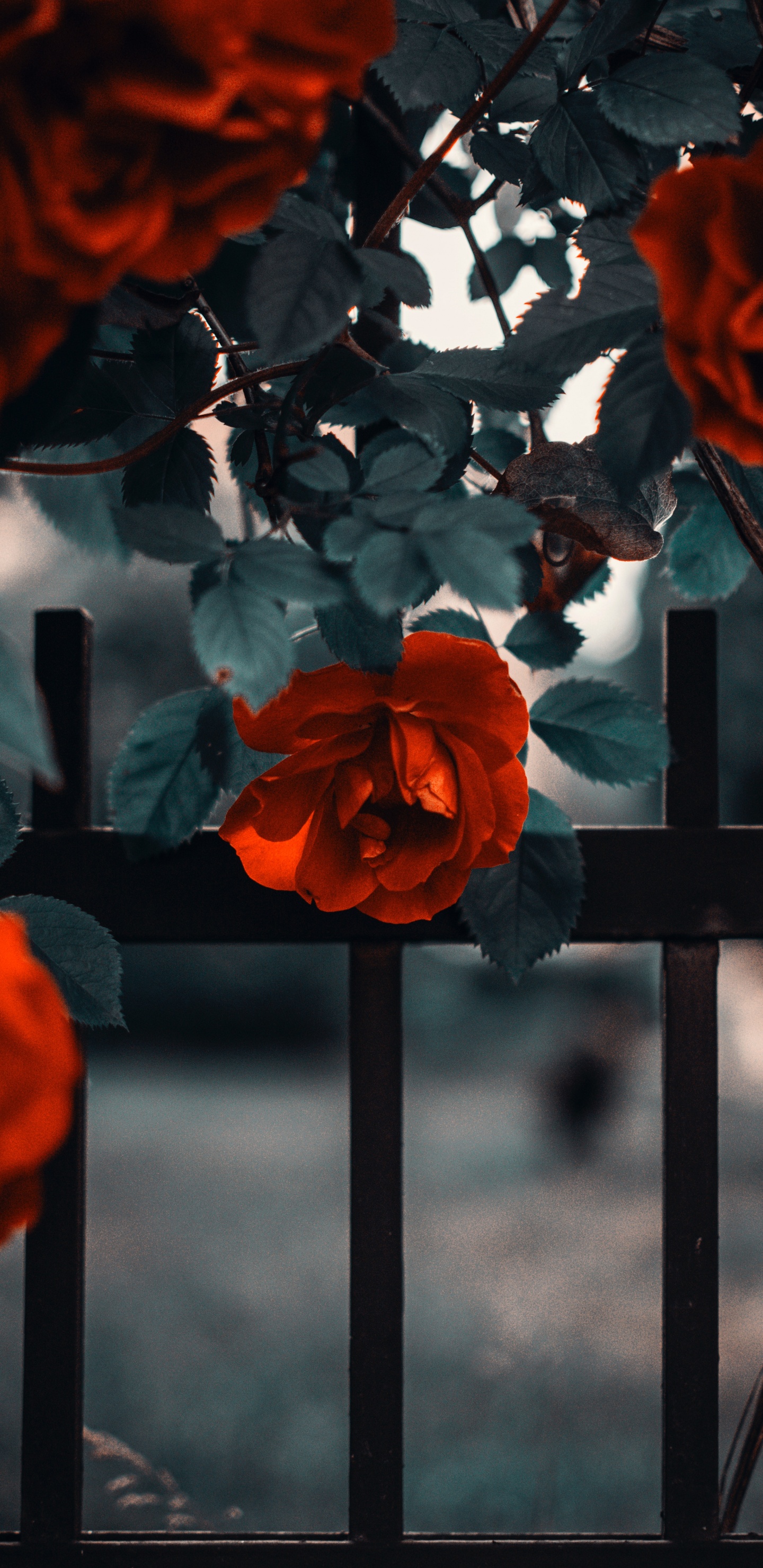Обои Роза, цветок, цветковое растение, розовый сад, красный цвет в разрешении 1440x2960