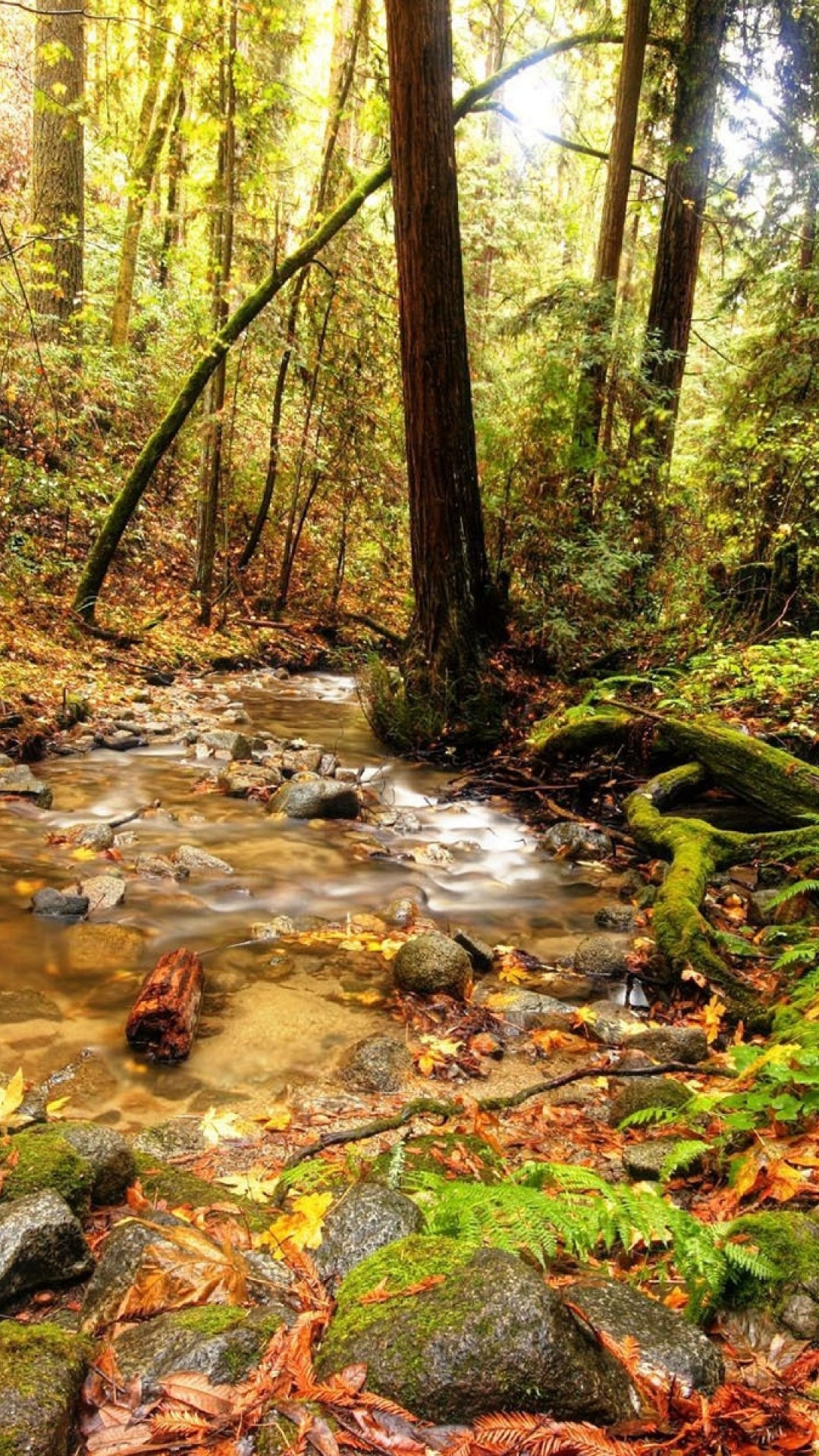 Обои лес, поток, природа, дерево, природный заповедник в разрешении 1080x1920