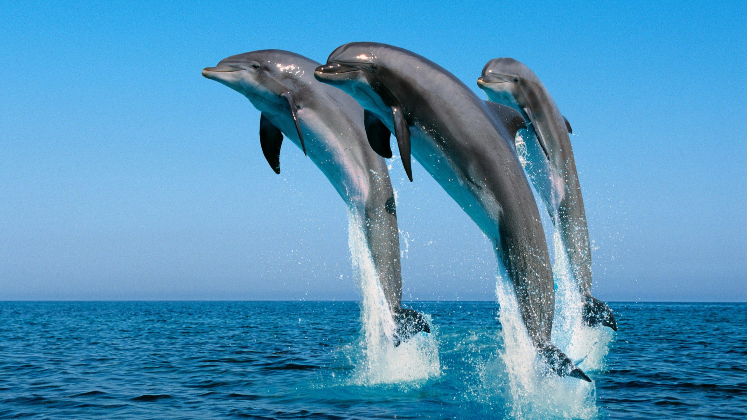 дельфины в море