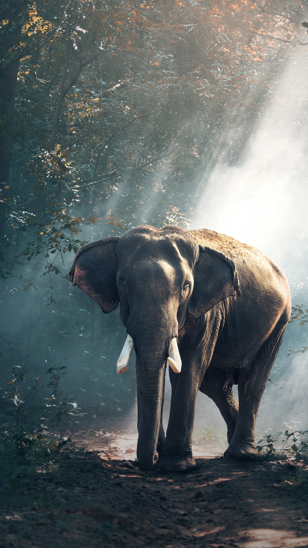 Обои Африканский лесной слон, Слон, живая природа, индийский слон, свет в разрешении 1080x1920