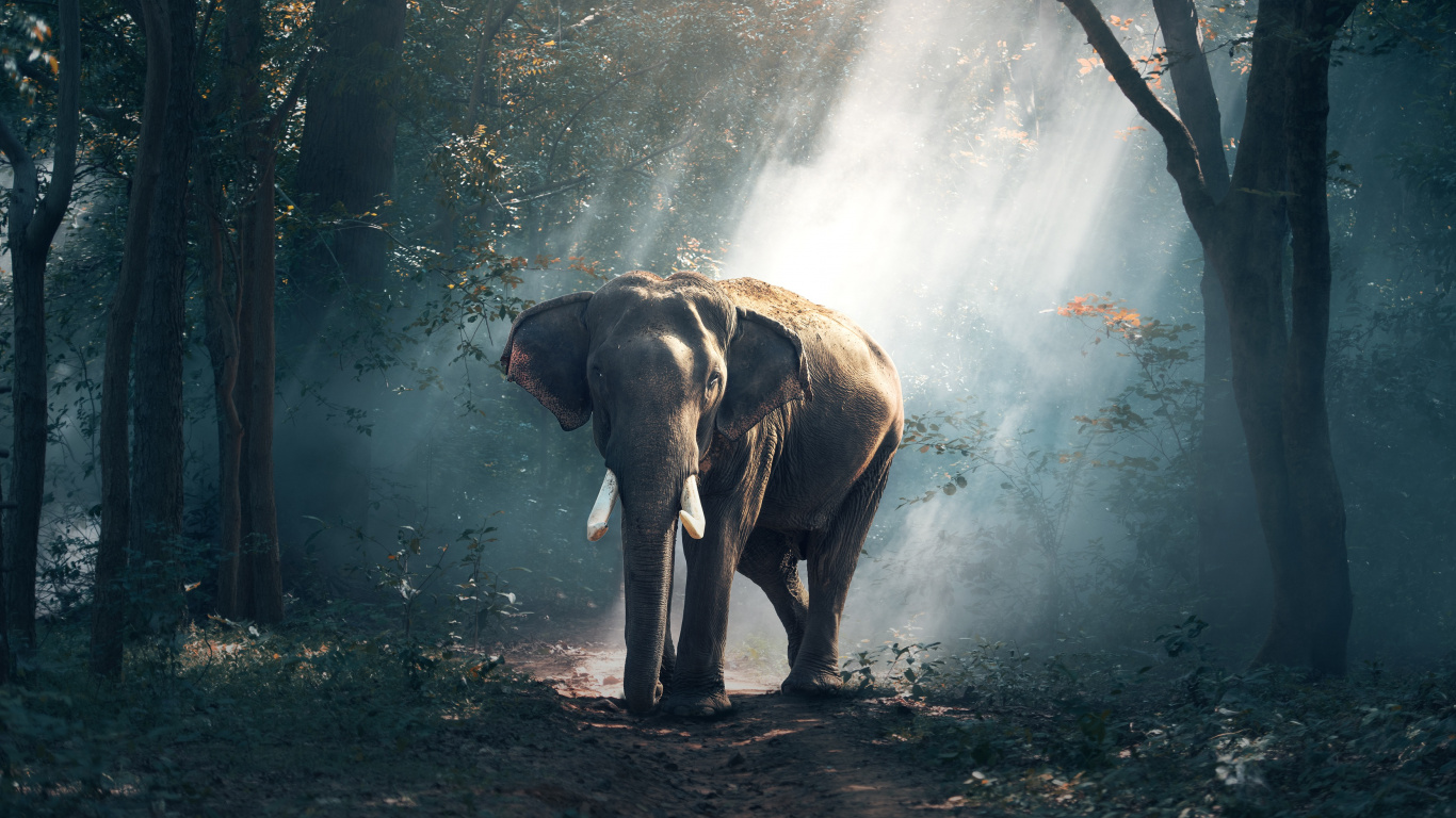 Обои Африканский лесной слон, Слон, живая природа, индийский слон, свет в разрешении 1366x768
