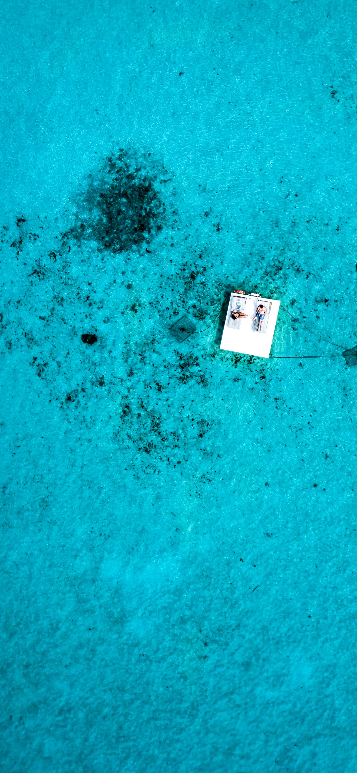 Обои вода, биология, морская биология, синий, зеленый в разрешении 1242x2688