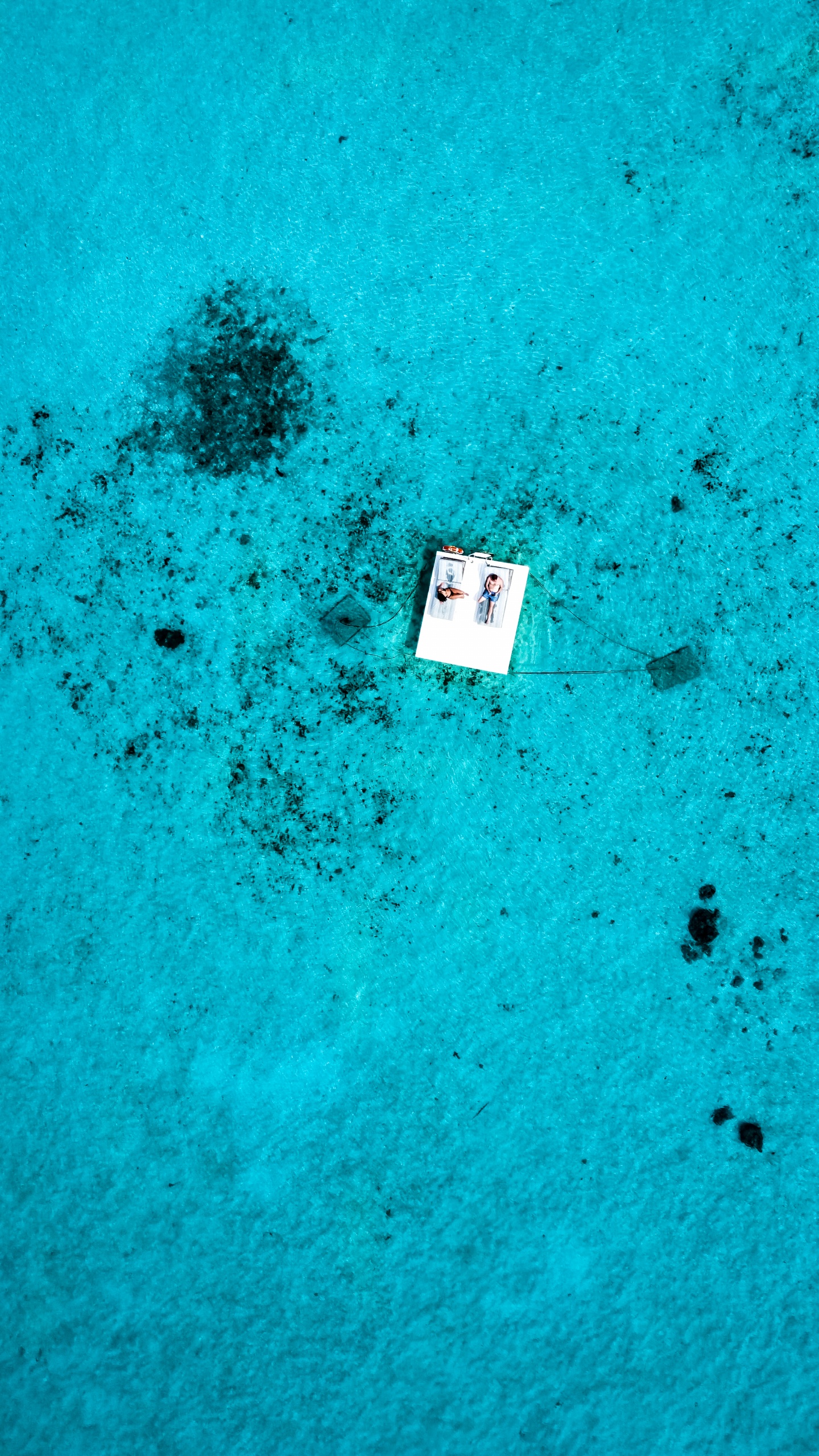 Обои вода, биология, морская биология, синий, зеленый в разрешении 1440x2560