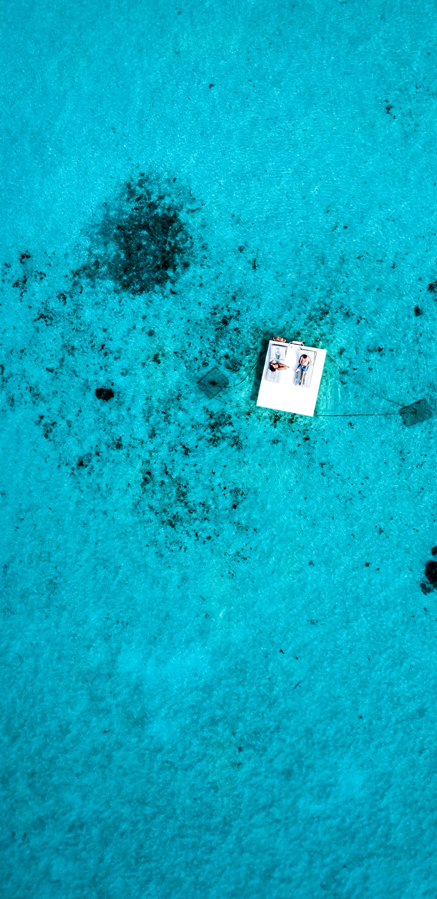 Обои вода, биология, морская биология, синий, зеленый в разрешении 1440x2960