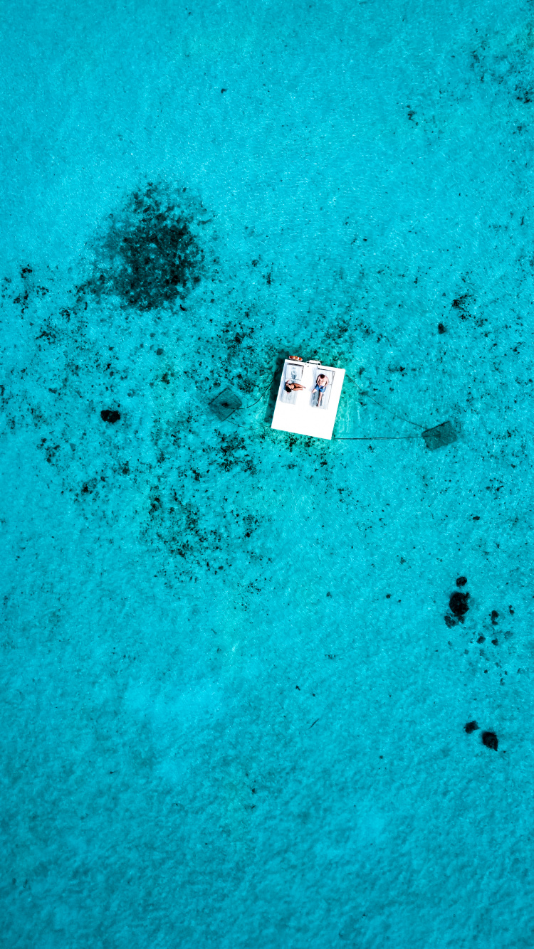 Обои вода, биология, морская биология, синий, зеленый в разрешении 750x1334