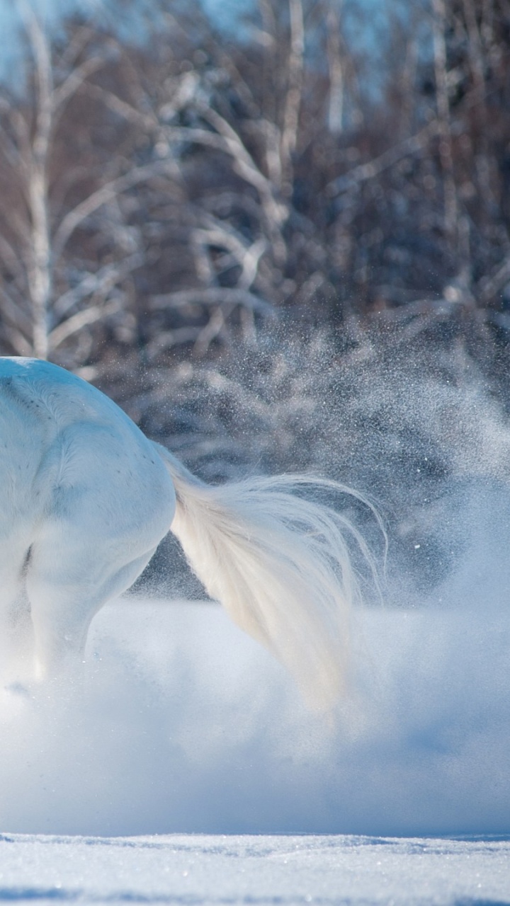 Обои конь, грива, жеребец, зима, снег в разрешении 720x1280
