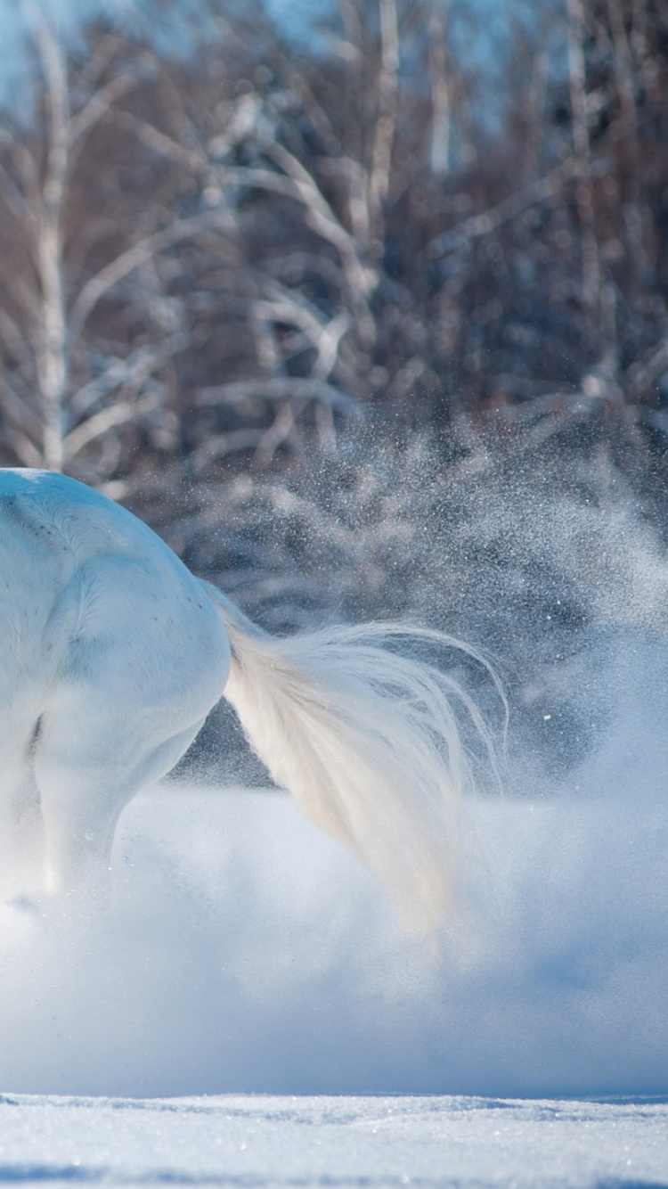 Обои конь, грива, жеребец, зима, снег в разрешении 750x1334