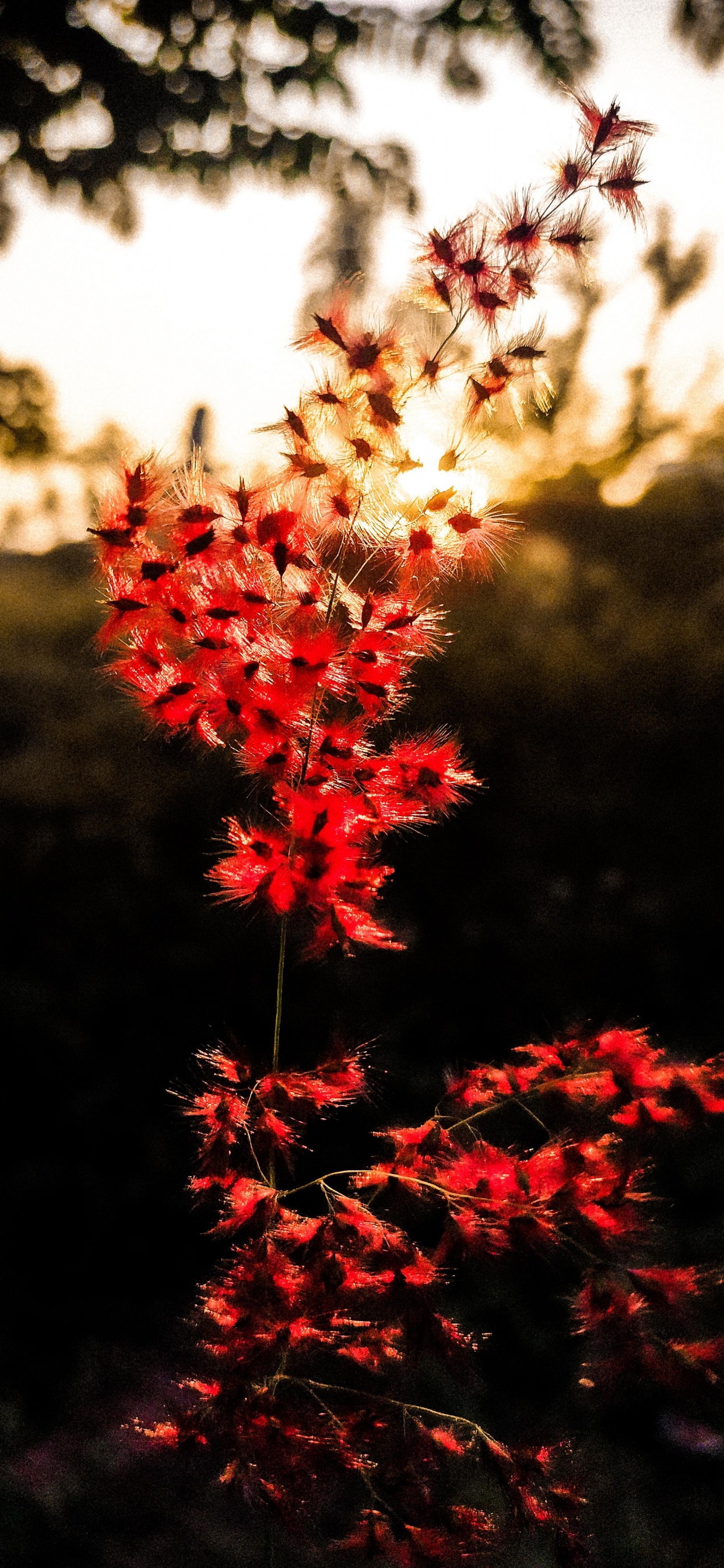 Обои природа, лист, цветок, растение, ботаники в разрешении 1242x2688