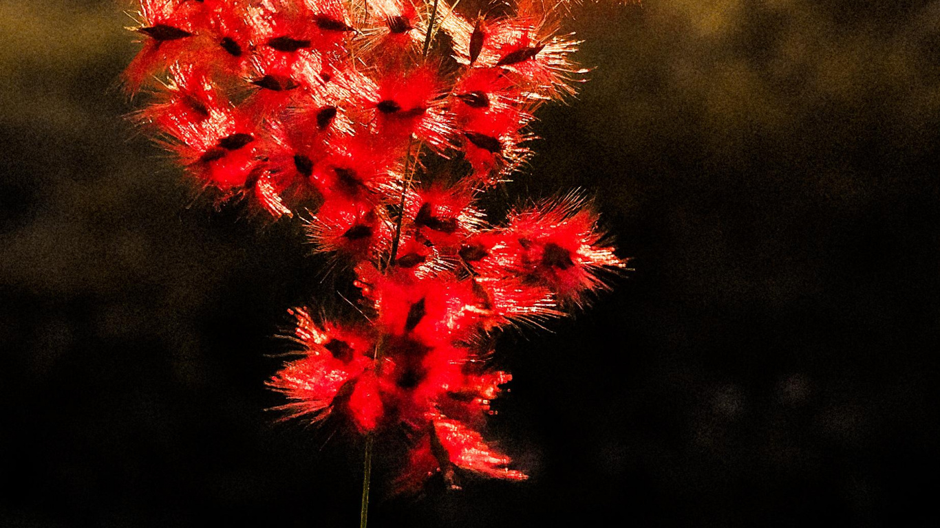 Обои природа, лист, цветок, растение, ботаники в разрешении 1366x768