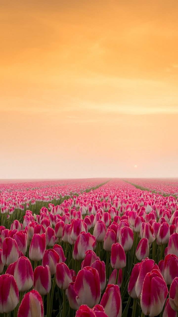 Обои тюльпаны, цветок, цветковое растение, растение, весна в разрешении 720x1280