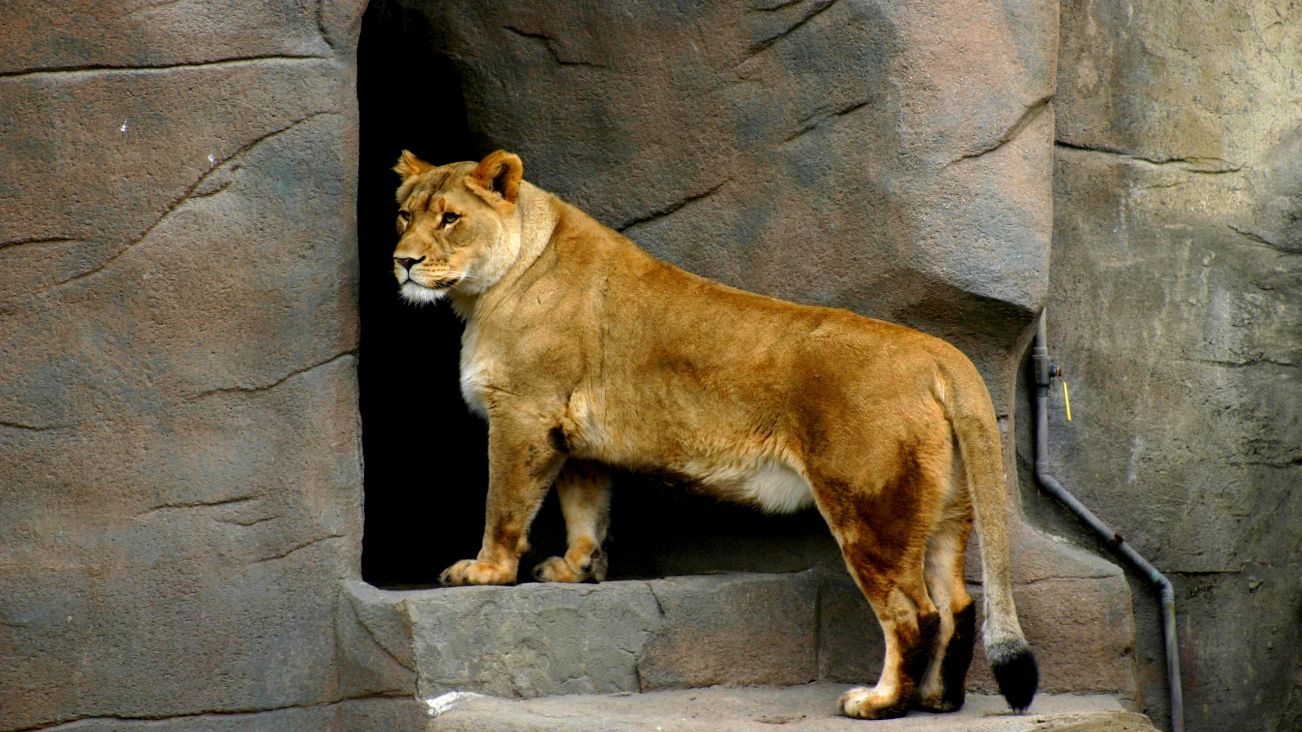 Обои Лев, живая природа, наземные животные, зоопарк, дикие кошки в разрешении 2560x1440