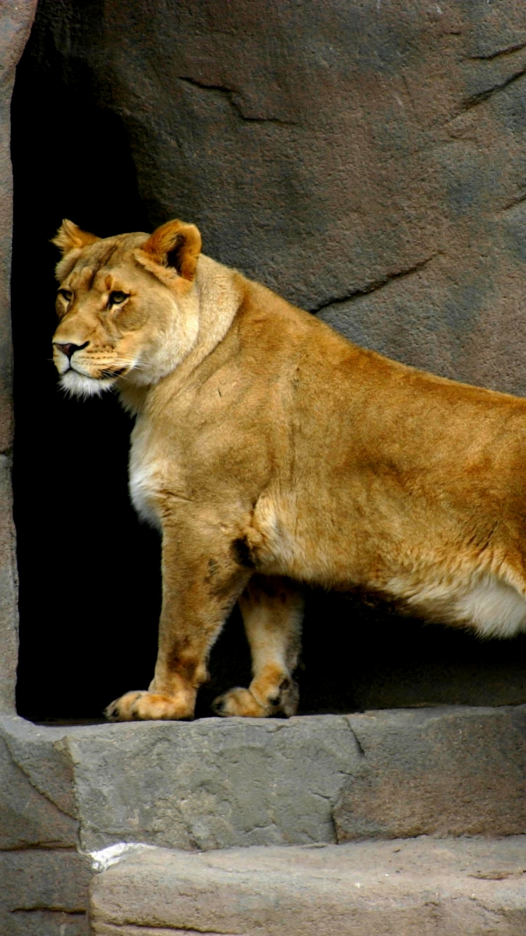 Обои Лев, живая природа, наземные животные, зоопарк, дикие кошки в разрешении 750x1334