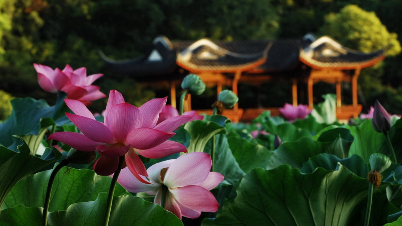 Обои цветковое растение, водное растение, священный Лотос, лотоса семьи, Лотос в разрешении 1366x768