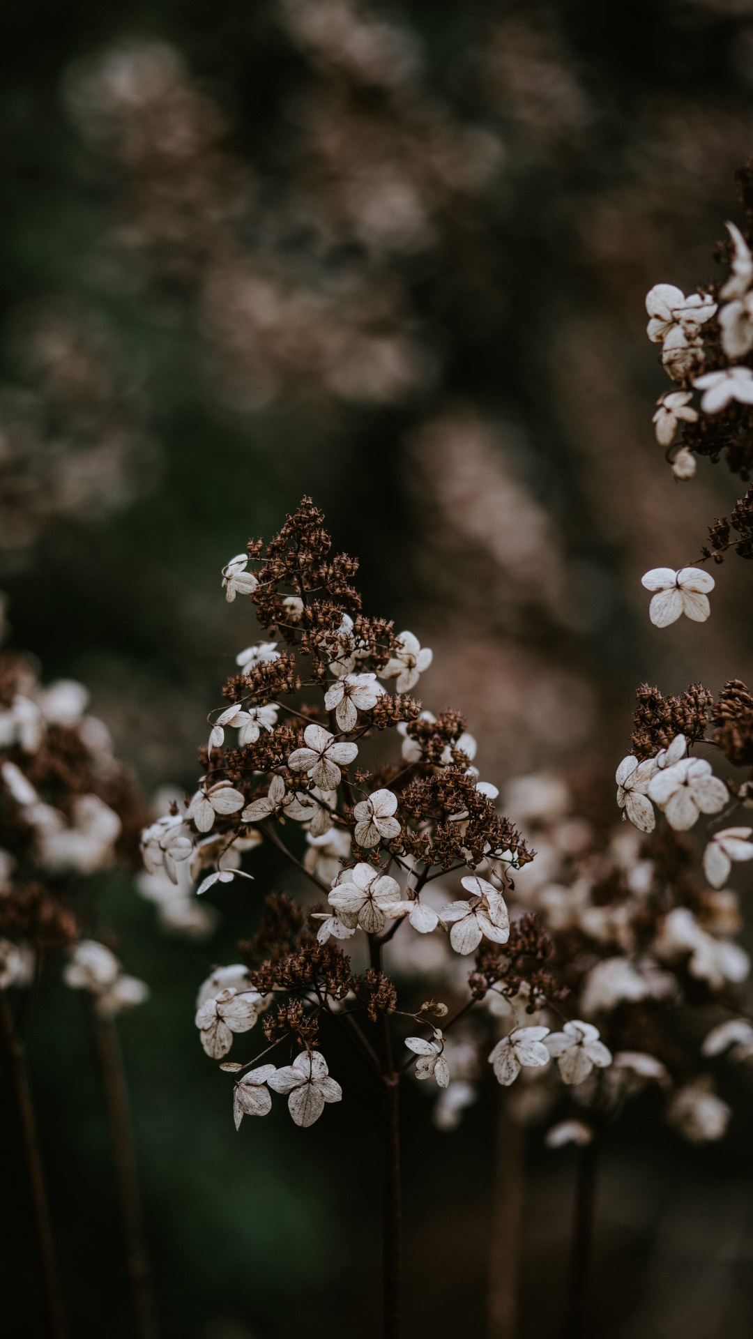 Обои цветок, весна, растение, расцвет, цветковое растение в разрешении 1080x1920