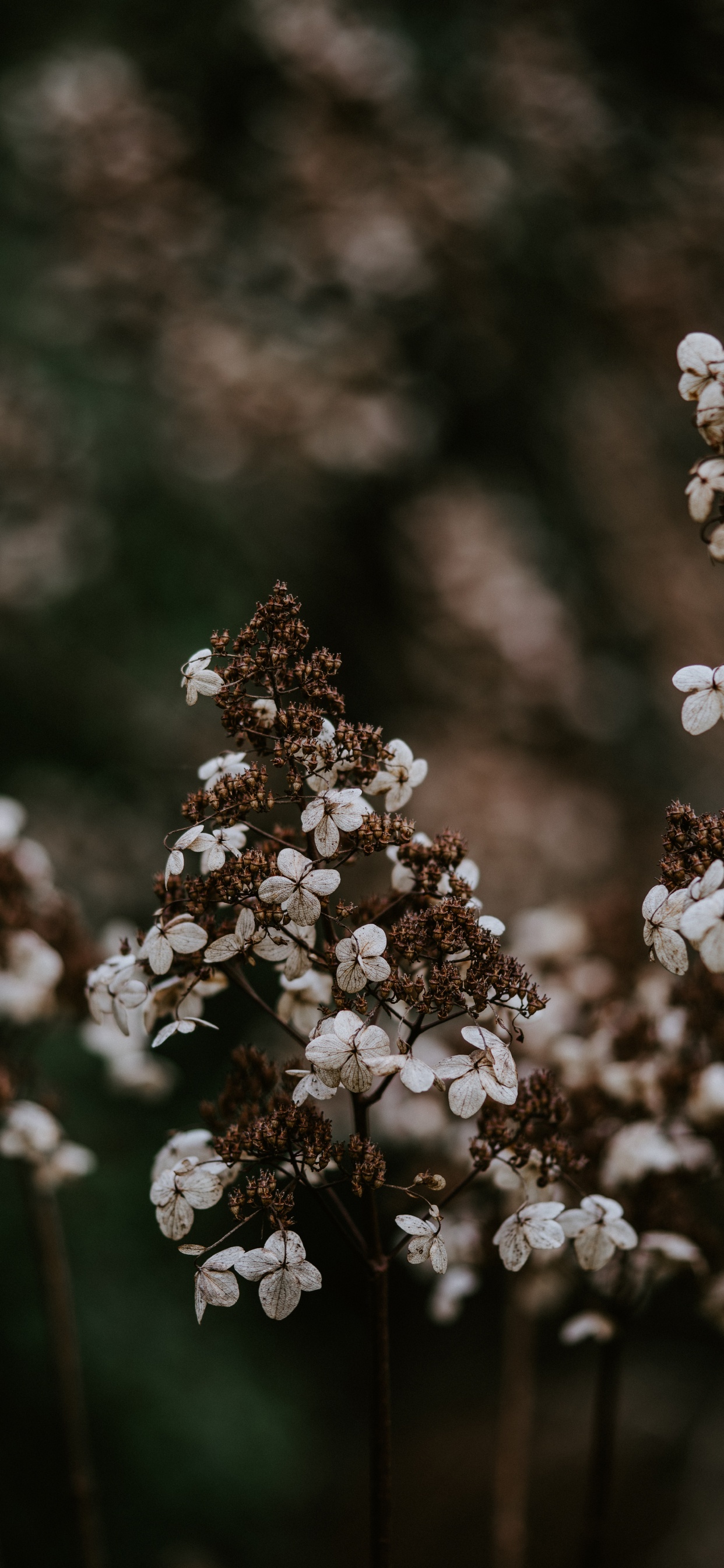 Обои цветок, весна, растение, расцвет, цветковое растение в разрешении 1242x2688