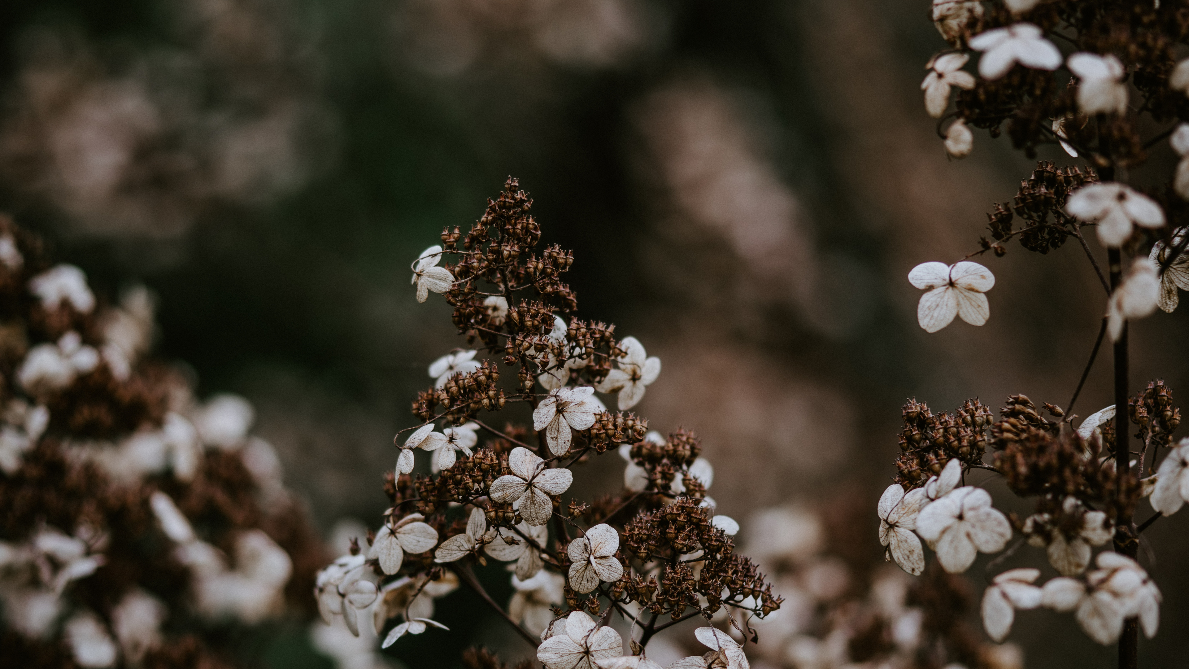 Обои цветок, весна, растение, расцвет, цветковое растение в разрешении 3840x2160