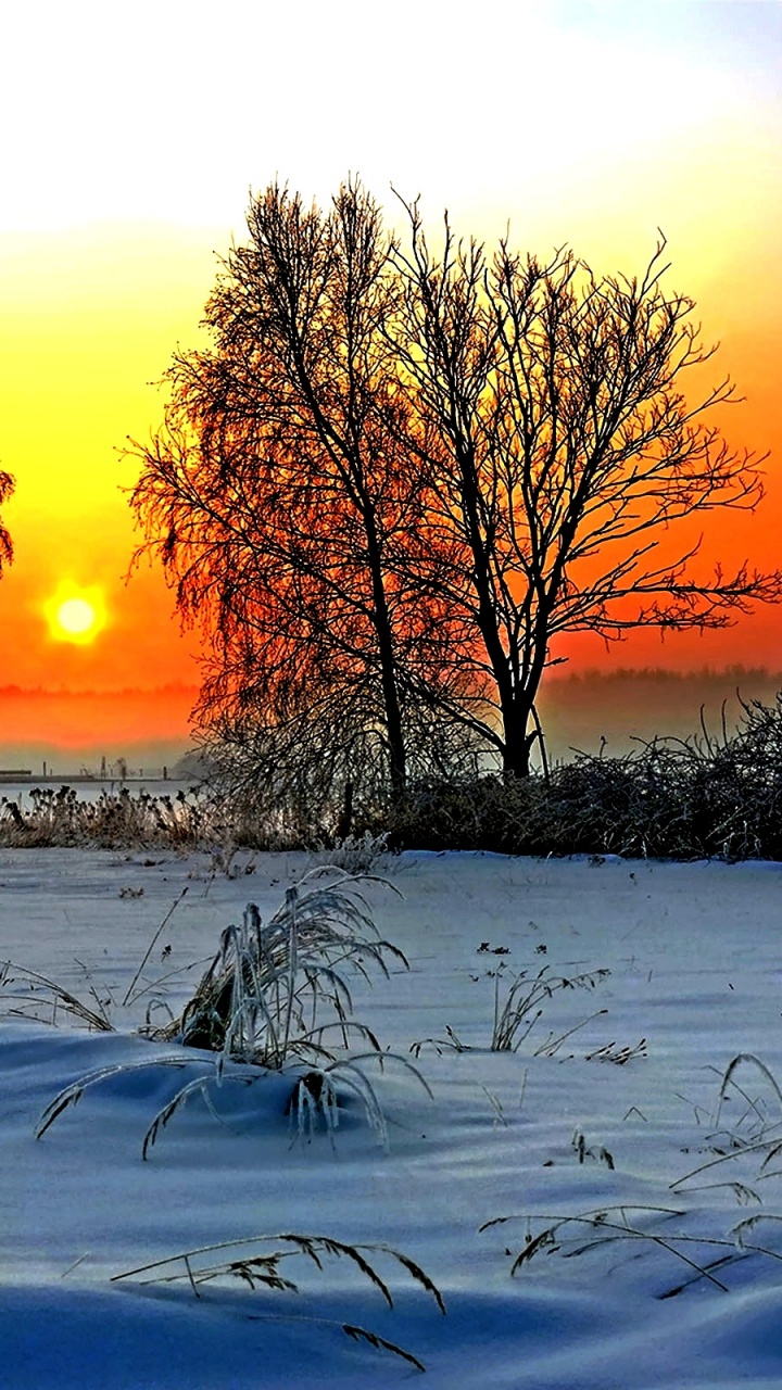 Обои Сибирь, снег, зима, восход солнца, замораживание в разрешении 720x1280