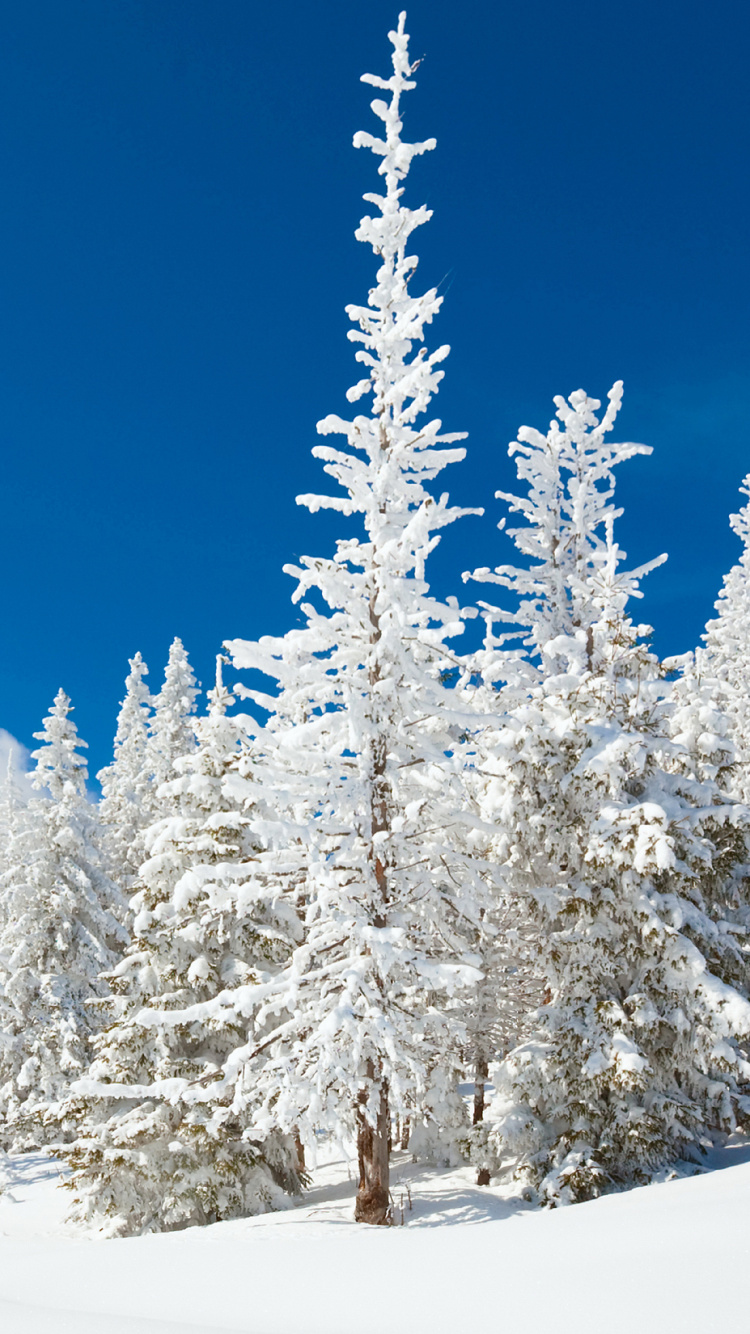 Обои Гоббс, Кальвин и Гоббс, снег, зима, дерево в разрешении 750x1334