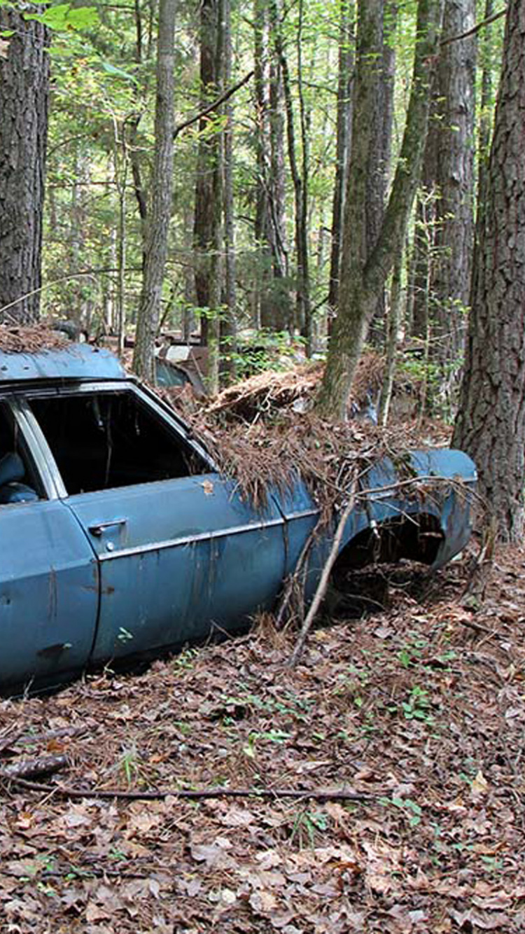 Обои дерево, компактный автомобиль, авто, классический автомобиль, старинная машина в разрешении 750x1334
