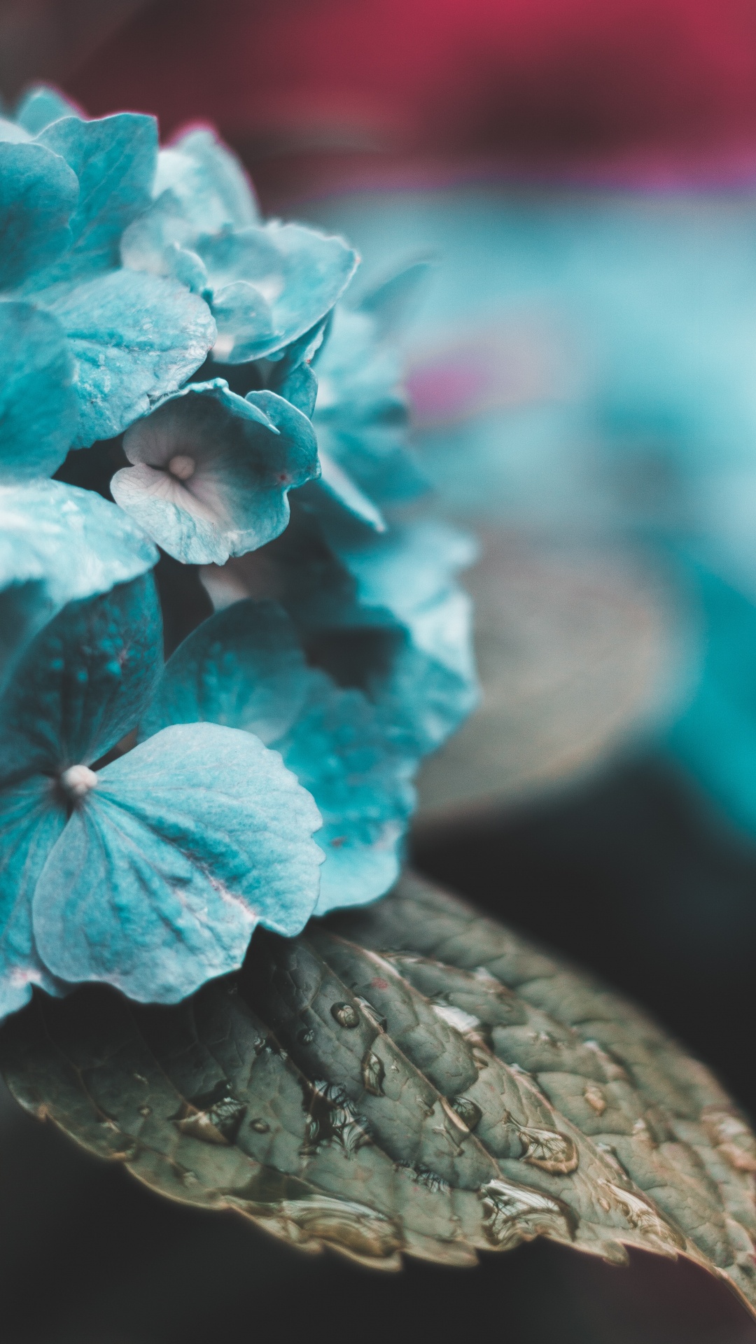 Обои синий, Аква, бирюза, цветок, лист в разрешении 1080x1920