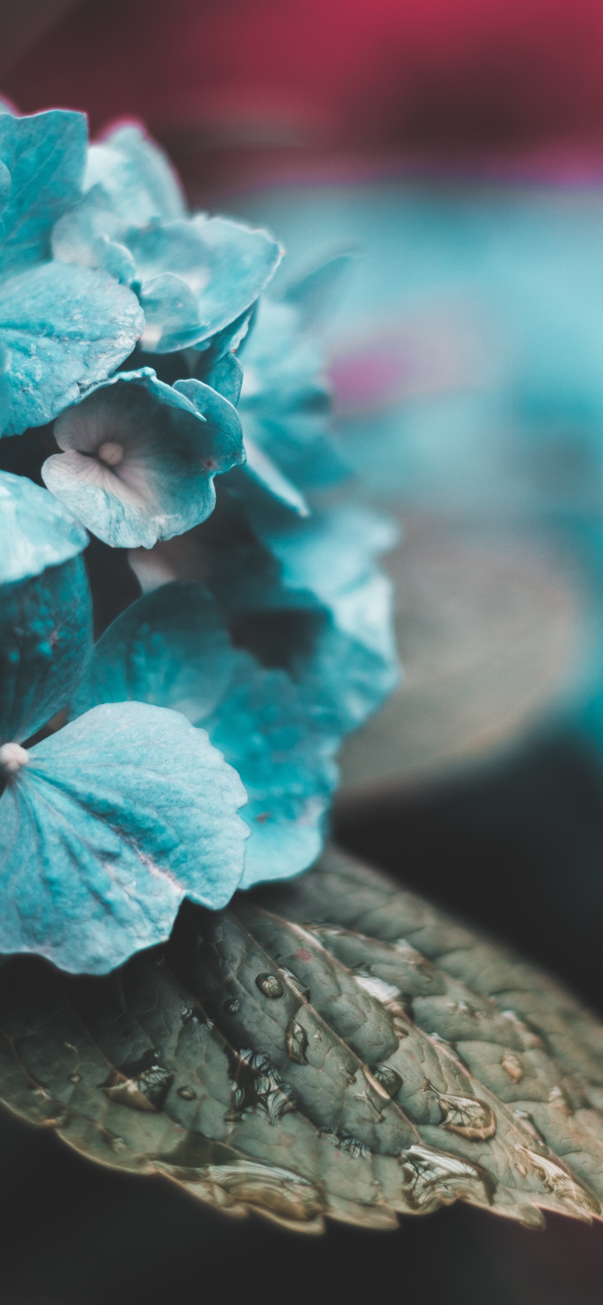 Обои синий, Аква, бирюза, цветок, лист в разрешении 1242x2688