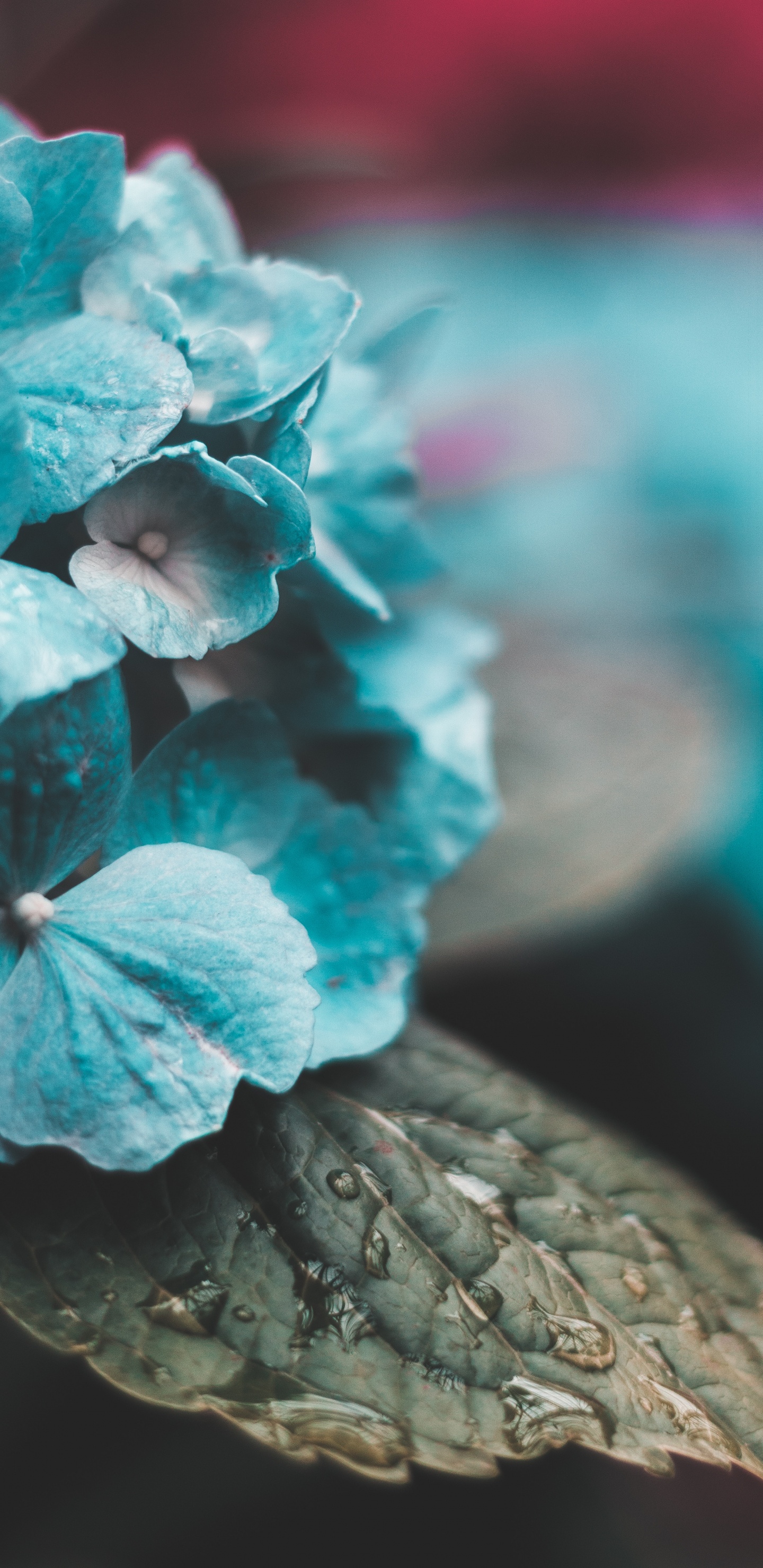 Обои синий, Аква, бирюза, цветок, лист в разрешении 1440x2960