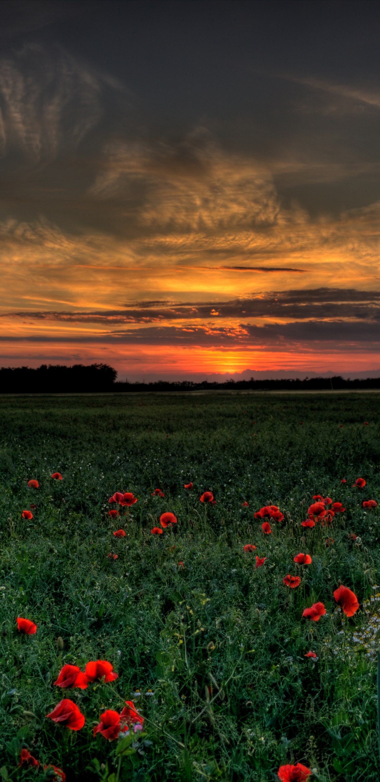 Обои красный цвет, природа, поле, природный ландшафт, луг в разрешении 1440x2960