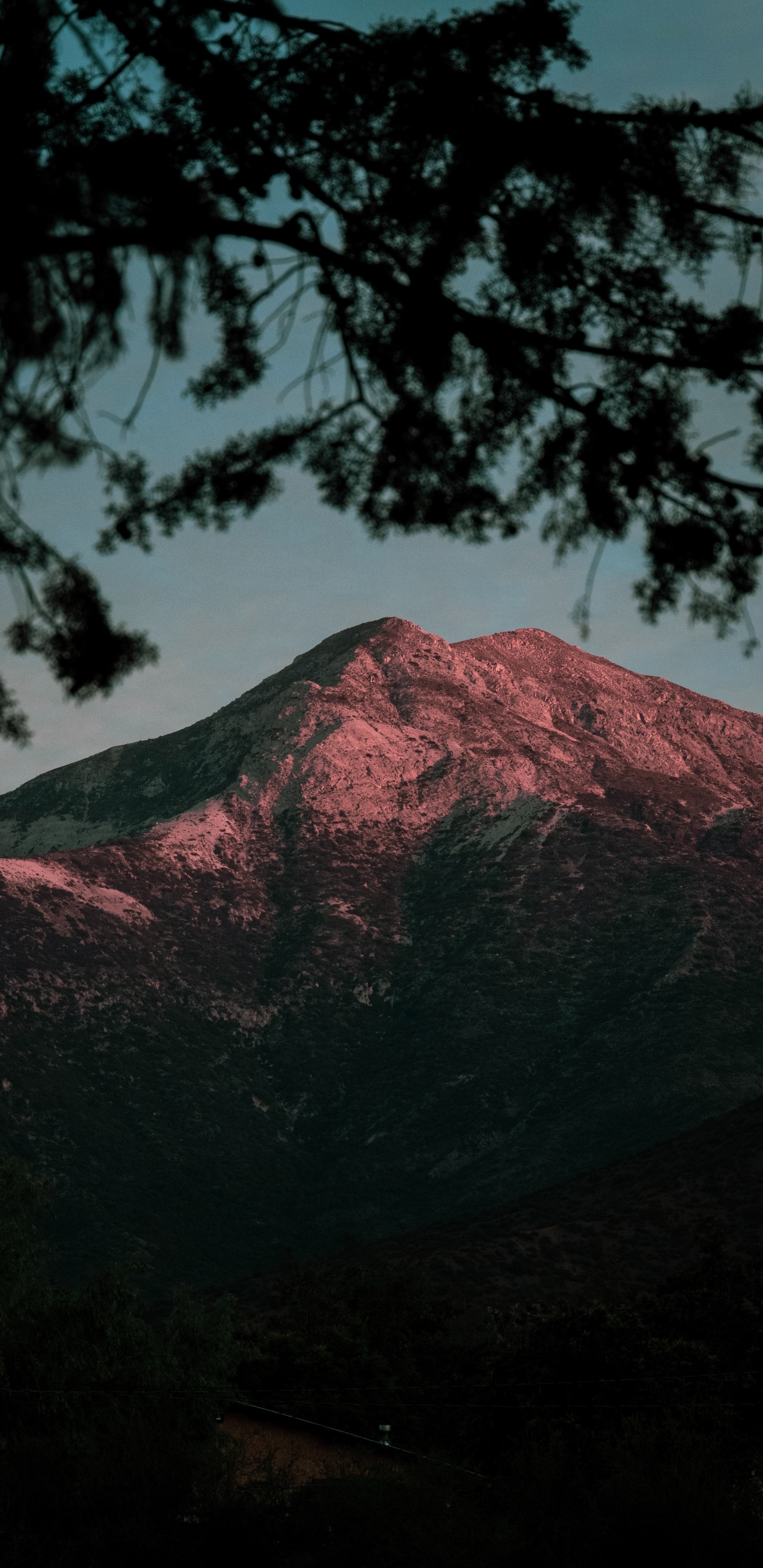 Обои природа, гора, дерево, дикая местность, нагорье в разрешении 1440x2960