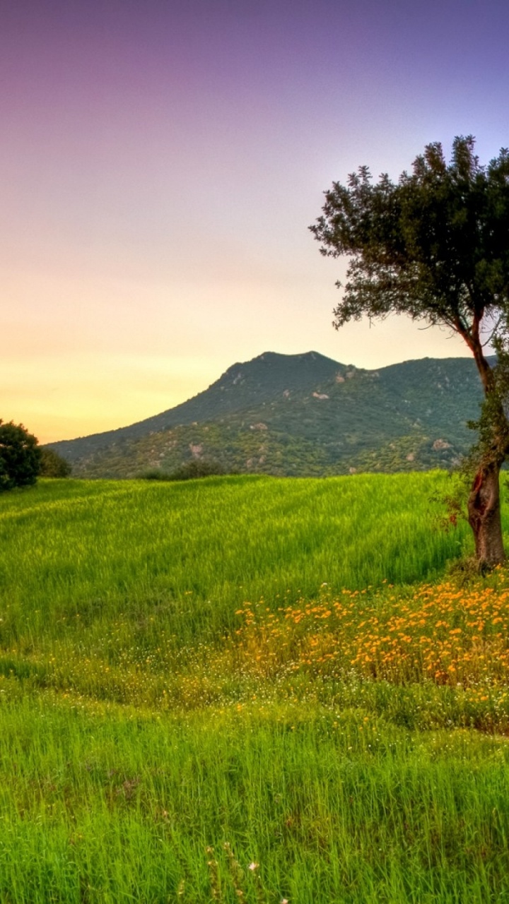 Обои холм, луг, утро, равнина, небо в разрешении 720x1280