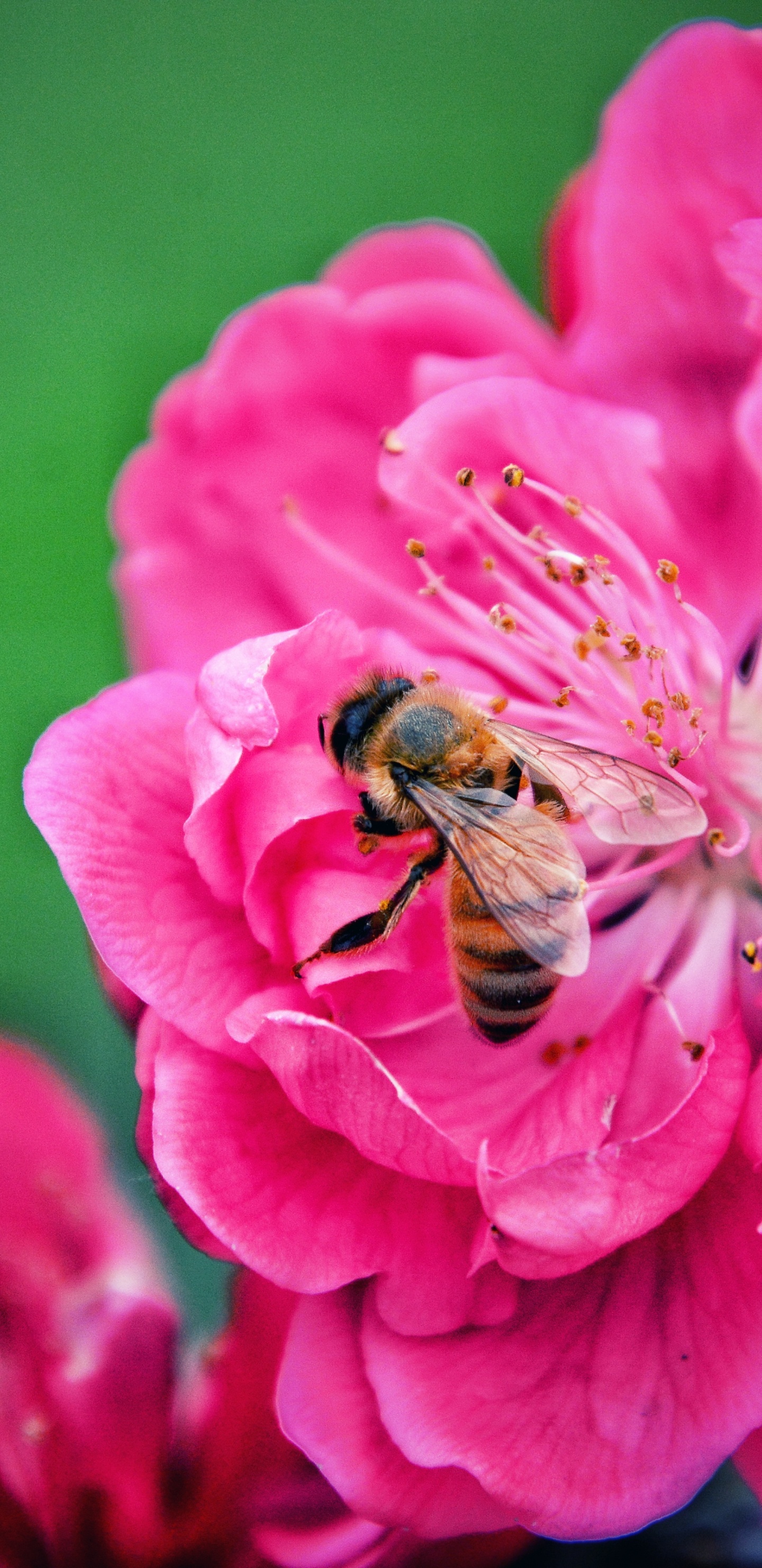 Обои цветок, цветковое растение, лепесток, розовый, растение в разрешении 1440x2960