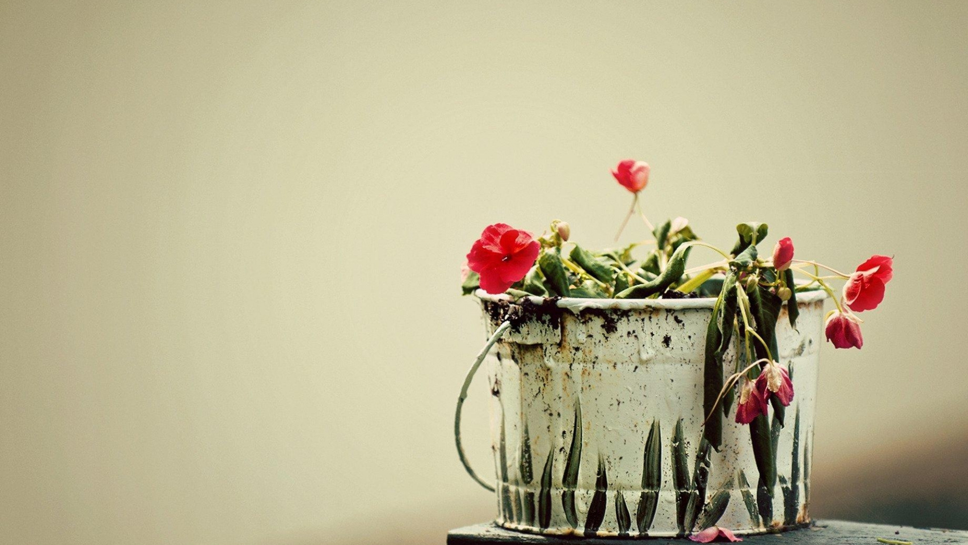 Обои цветочный горшок, растение, ваза, цветочный дизайн, лепесток в разрешении 1920x1080