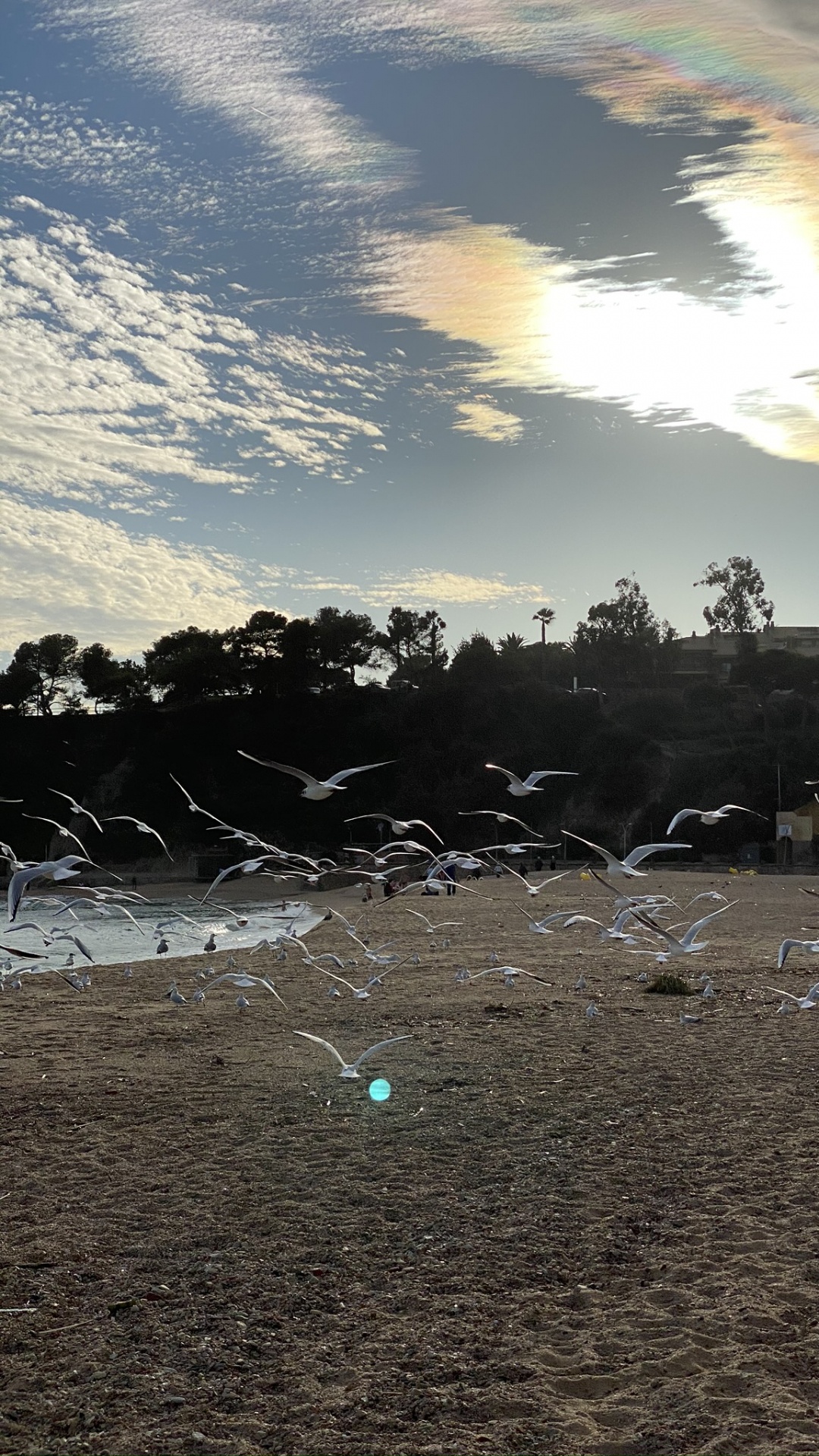 Обои наука, биология, солнечный свет, закат, восход солнца в разрешении 1080x1920